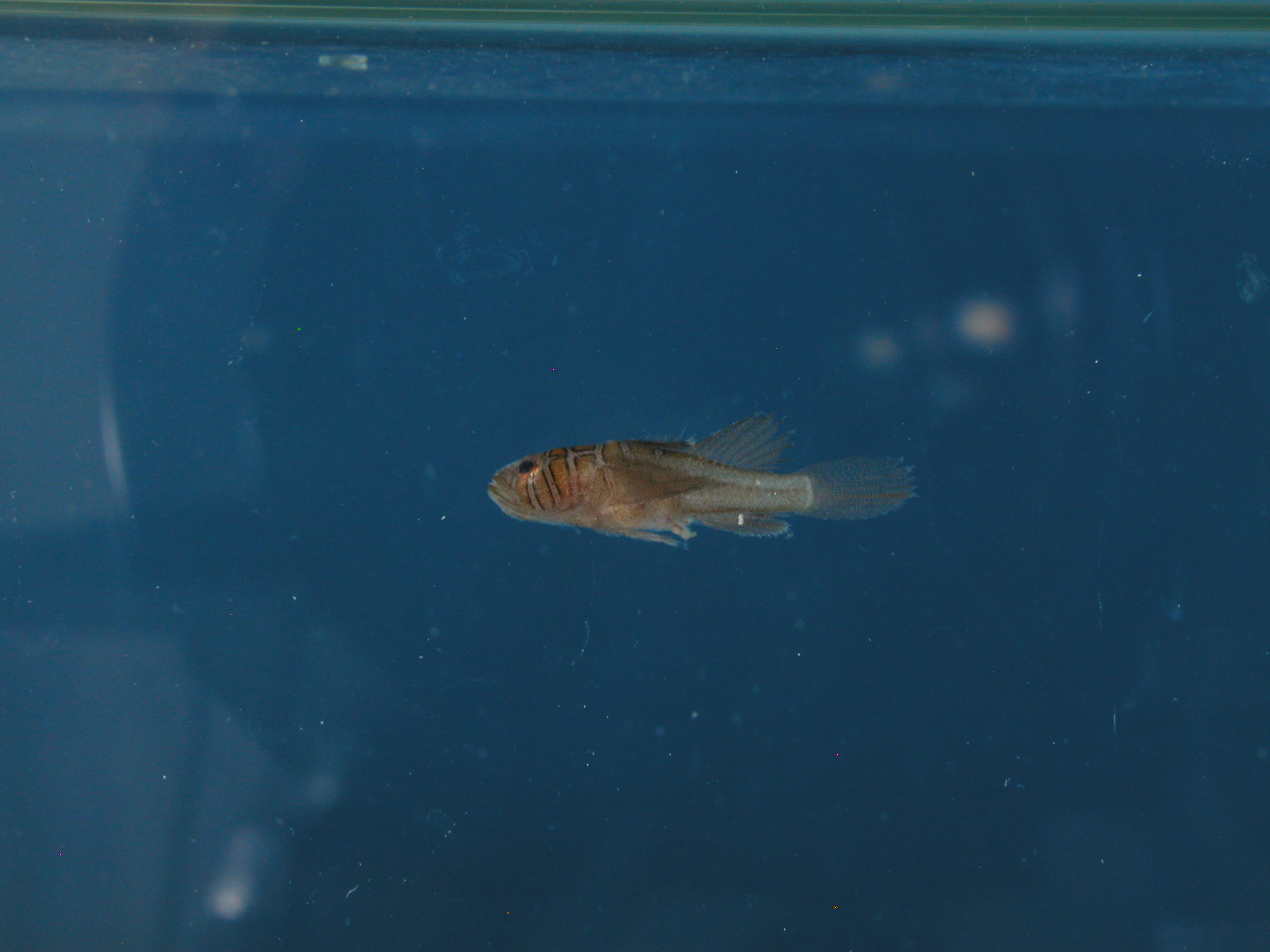Convict reef-goby (Priolepis compita) — Gobiidae — 5