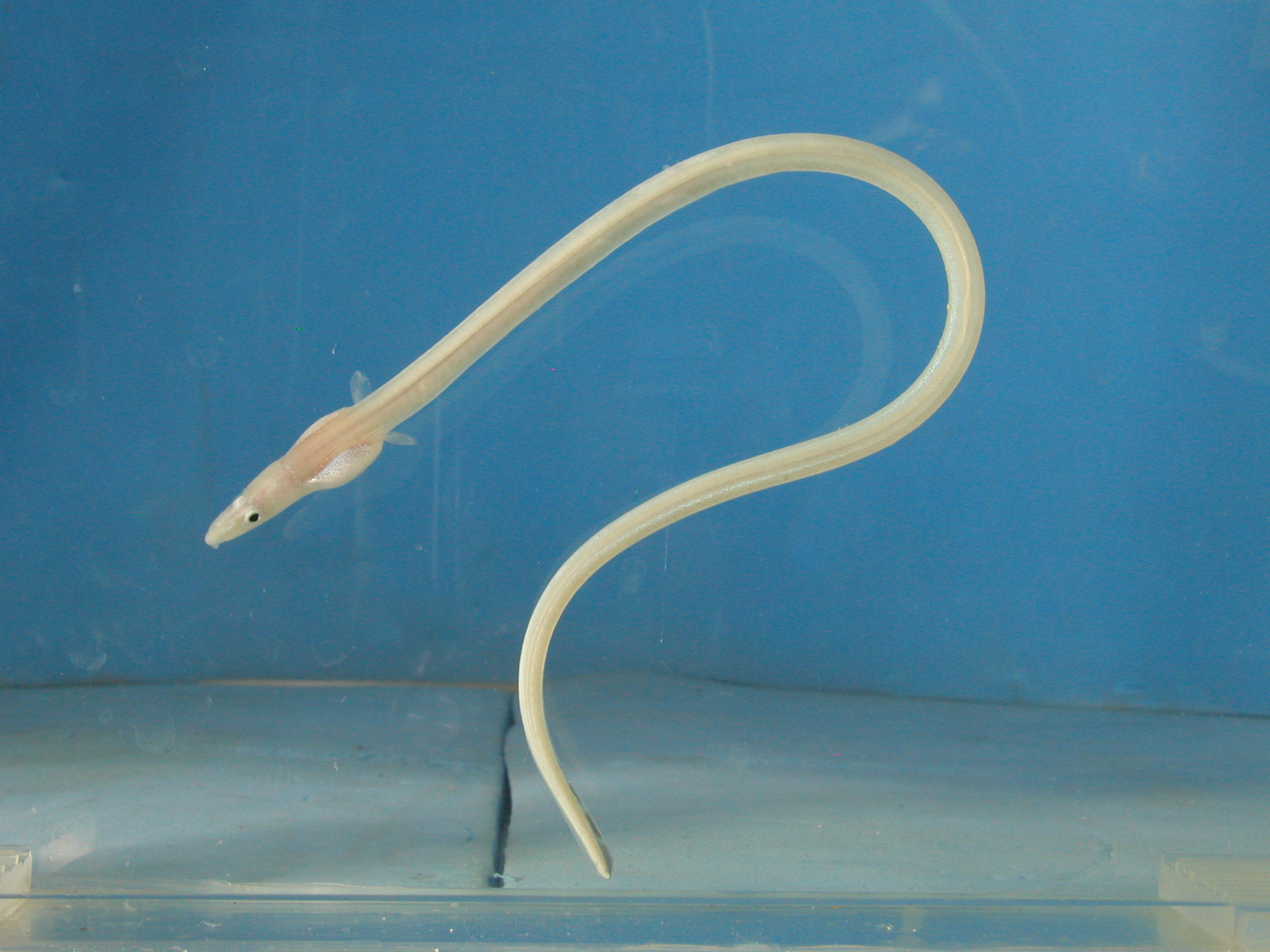 Tuin-slangaal (Phyllophichthus xenodontus) — Ophichthidae