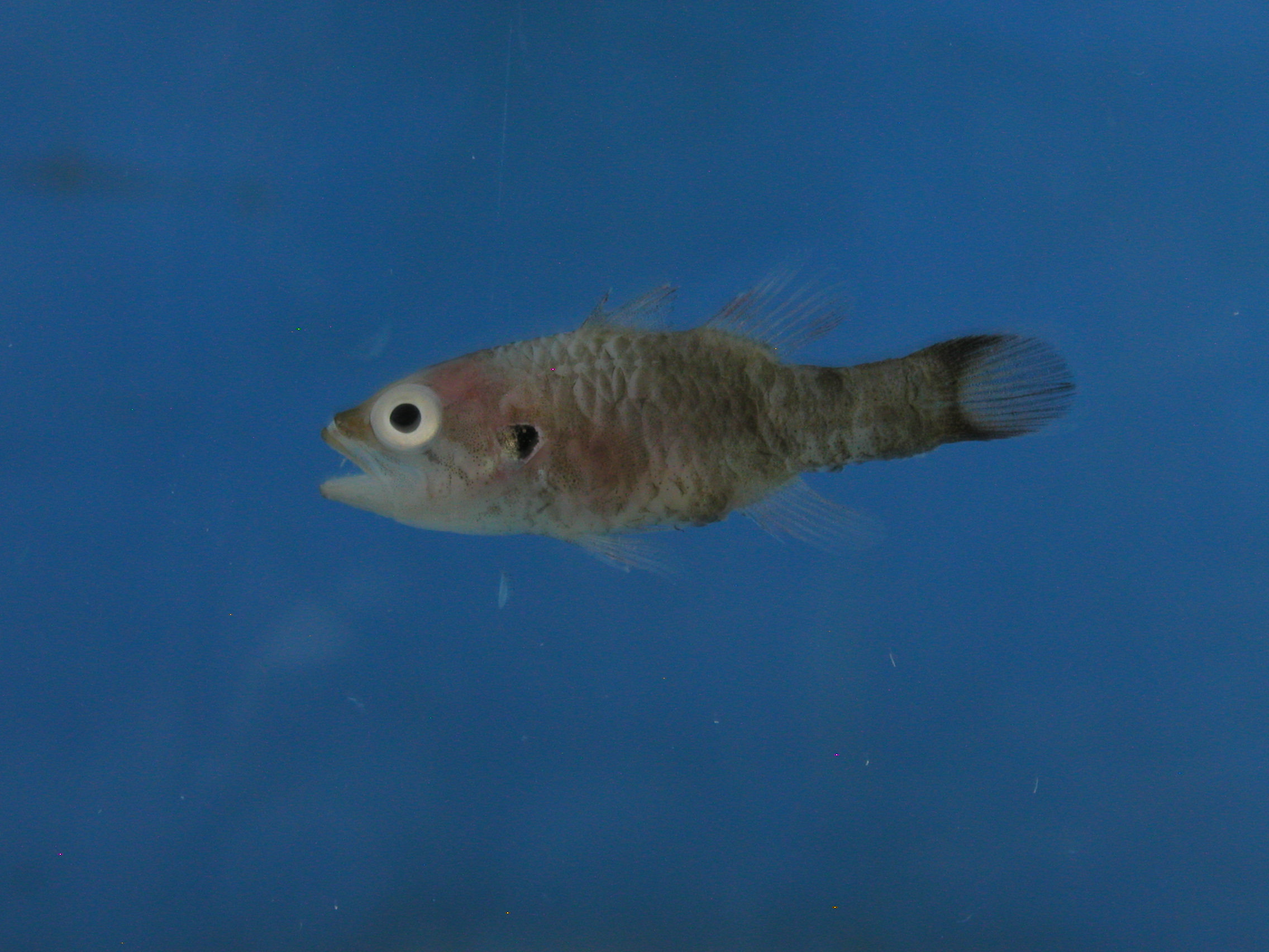 Aurita cardinalfish (Fowleria aurita) — Apogonidae