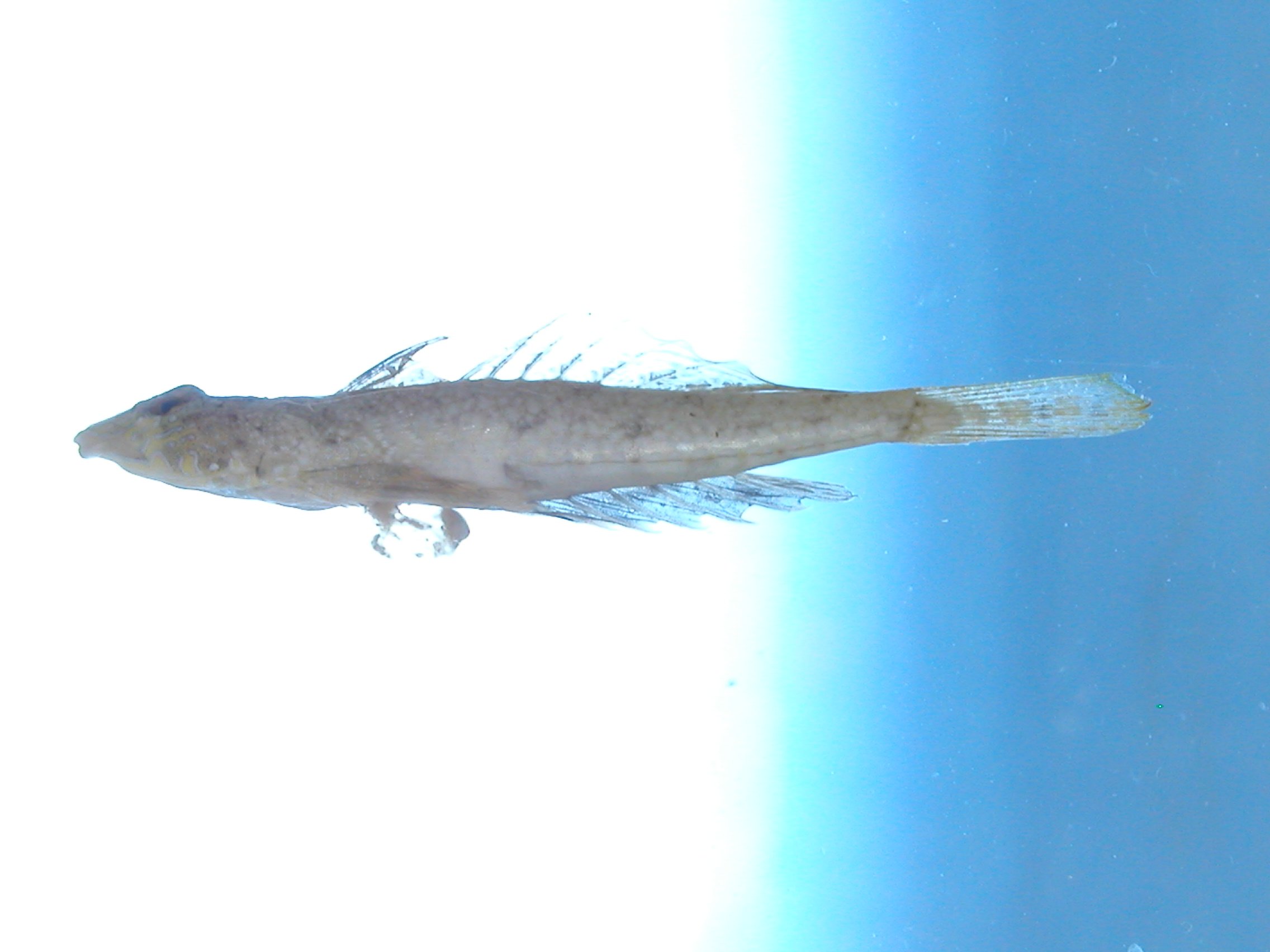 Indian Ocean fold dragonet (Diplogrammus infulatus) — Callionymidae — 3