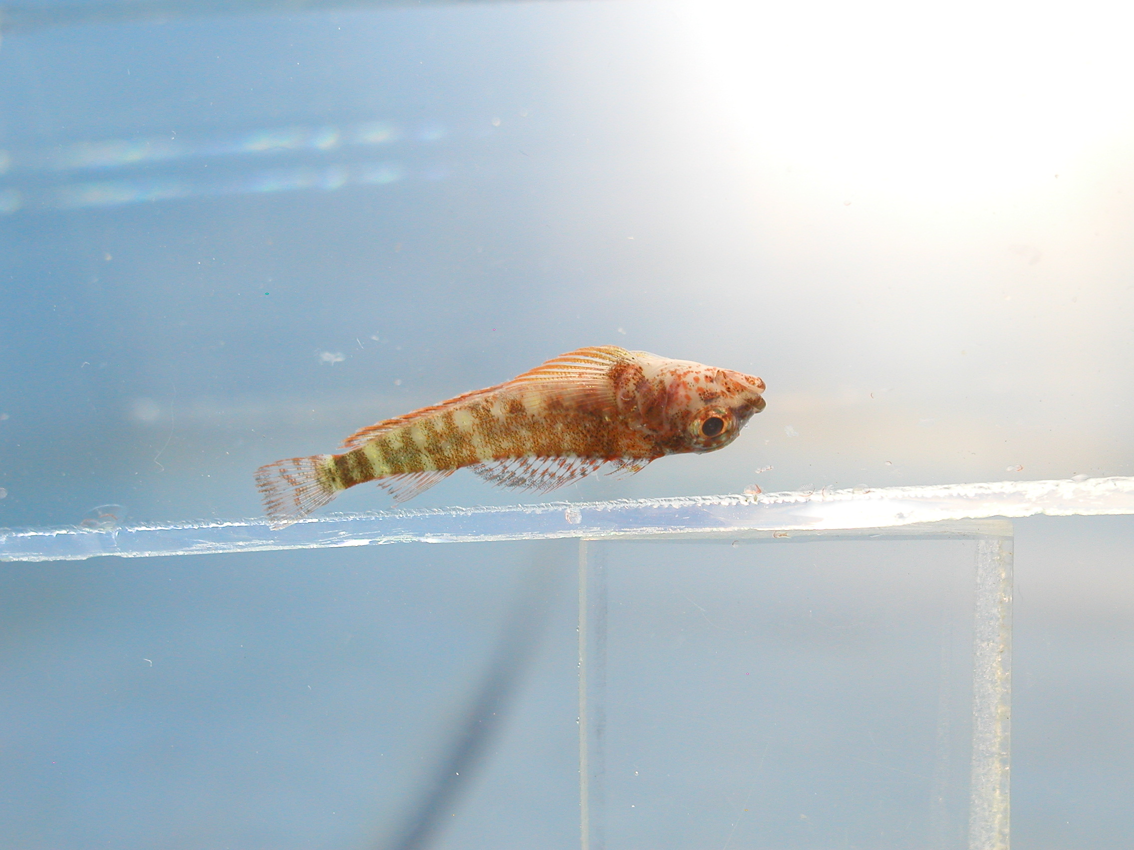 High hat triplefin (Enneapterygius tutuilae) — Tripterygiidae — 5