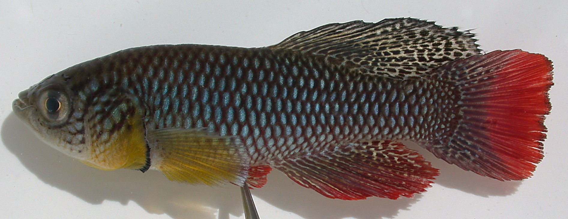African turquoise killifish (Nothobranchius furzeri) — Nothobranchiidae — 4
