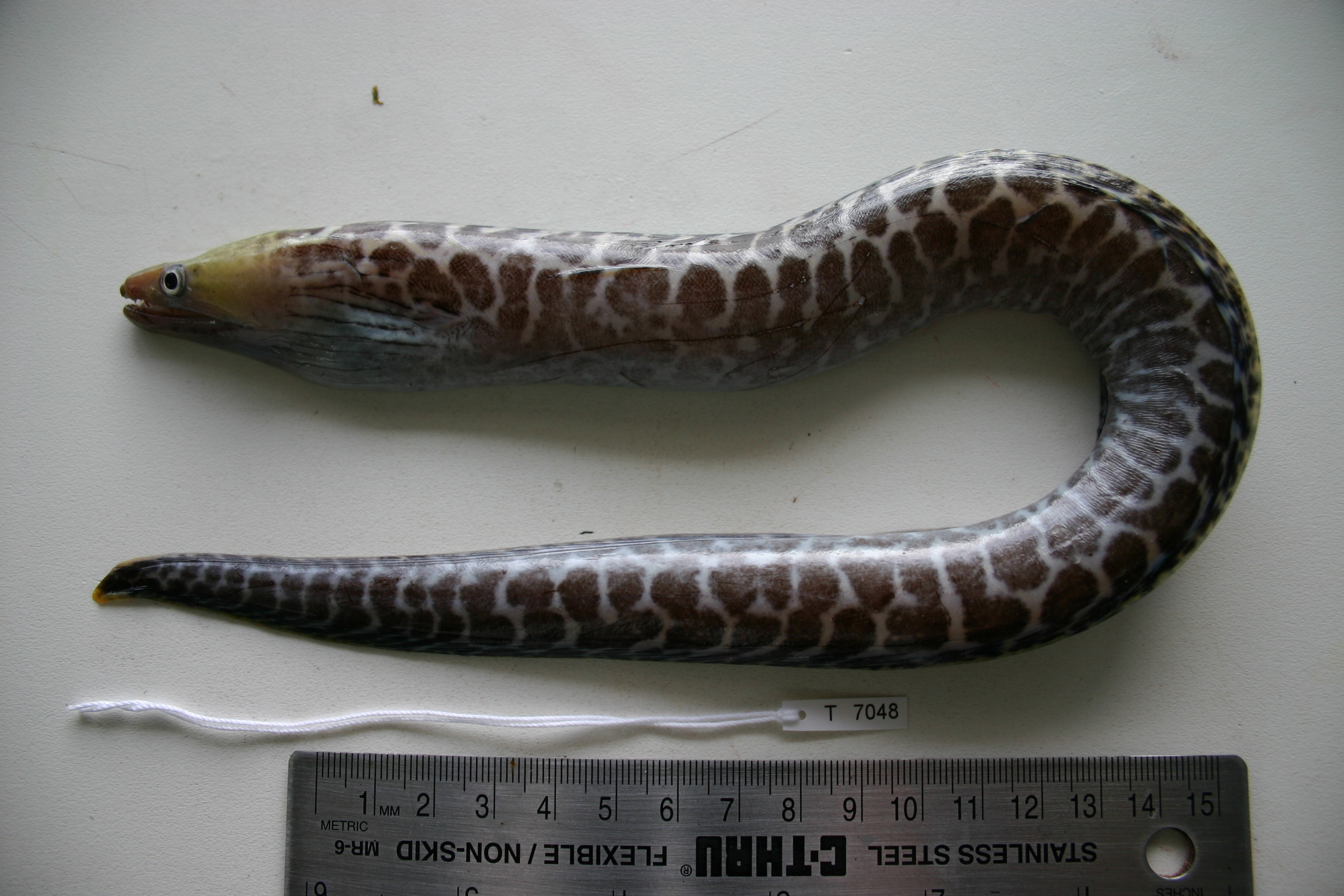 Freshwater moray (Gymnothorax polyuranodon) — Muraenidae — 2