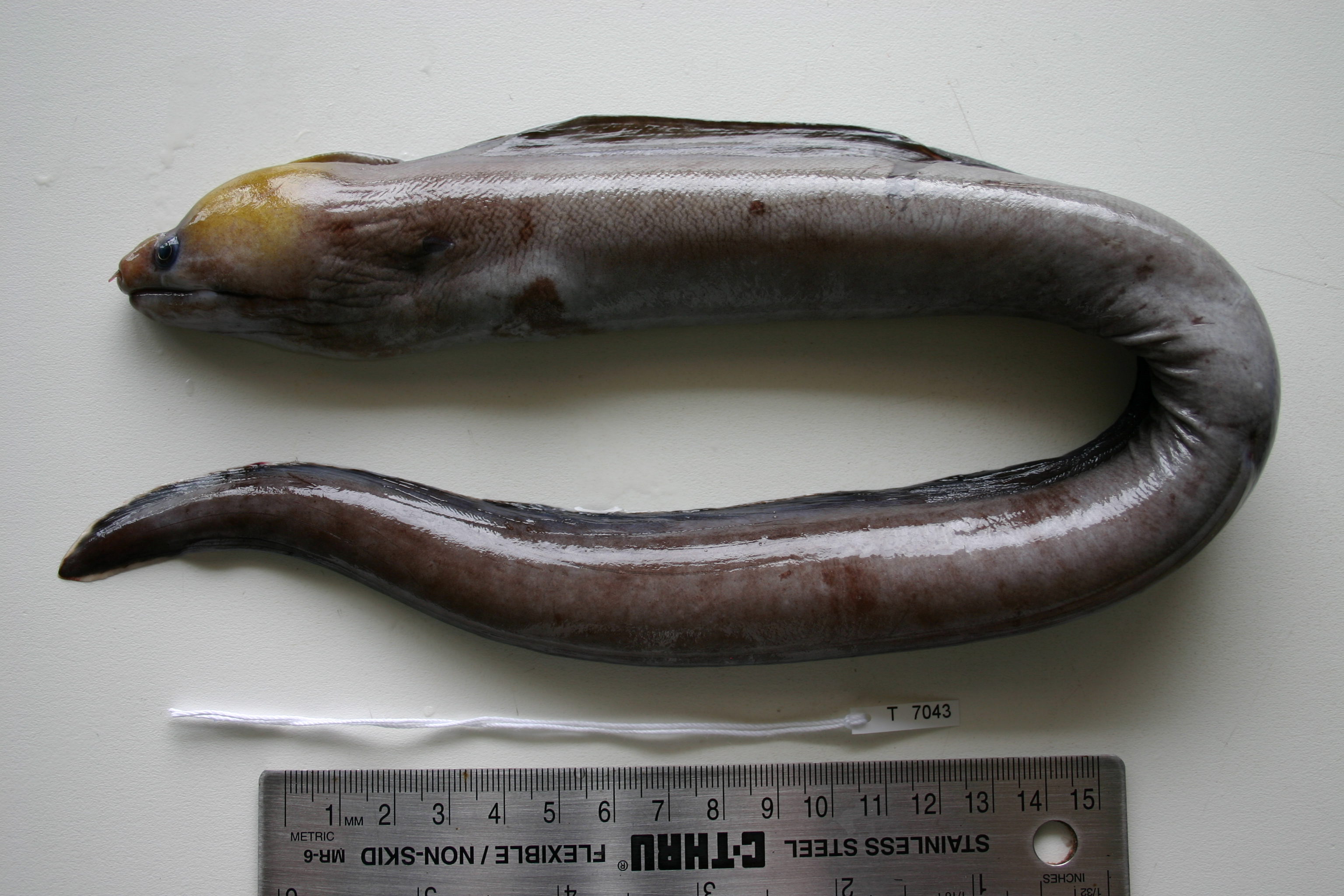 White-banded moray eel (Echidna leucotaenia) — Muraenidae — 5