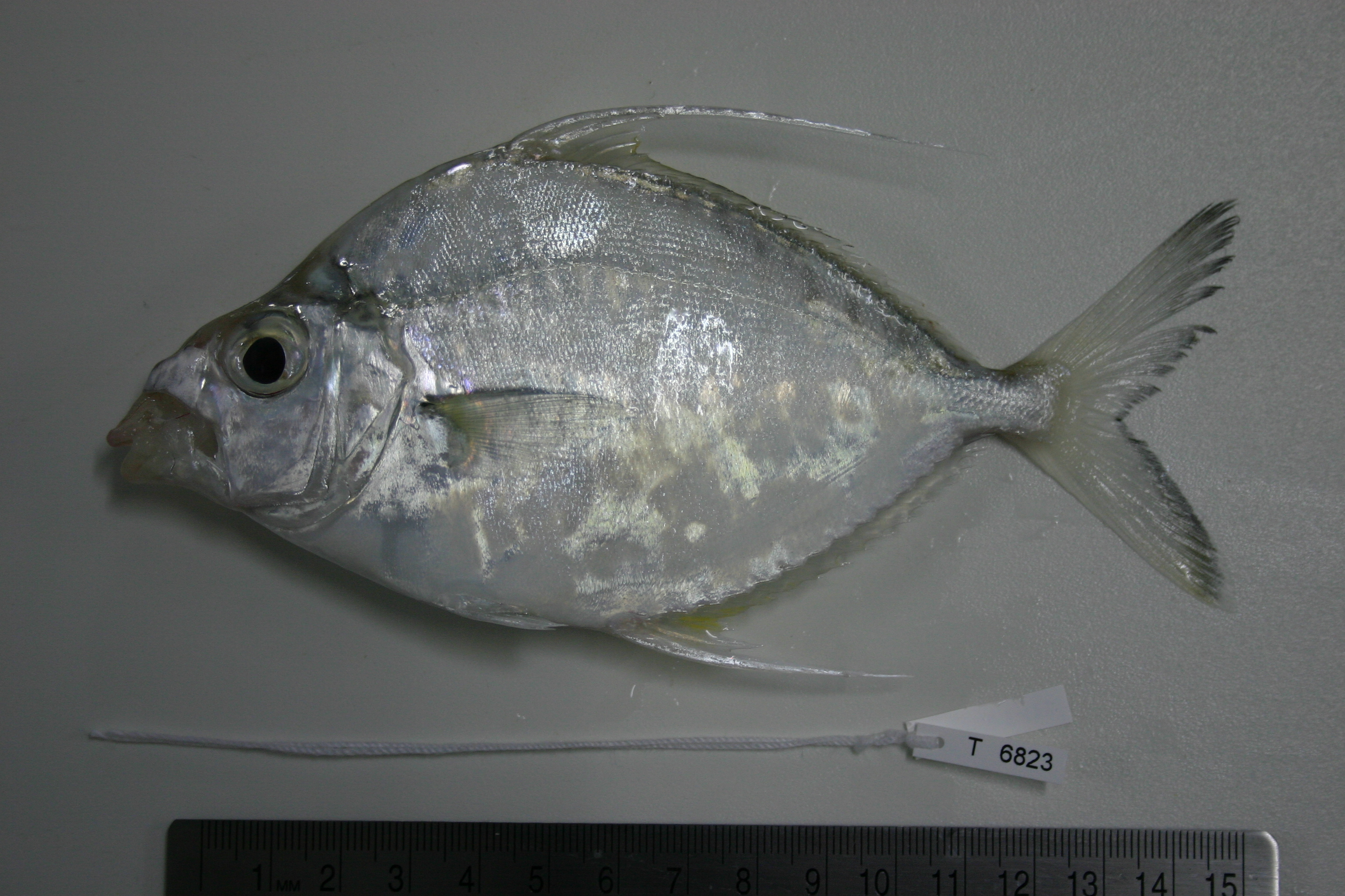 Longspine ponyfish (Leiognathus longispinis) — Leiognathidae