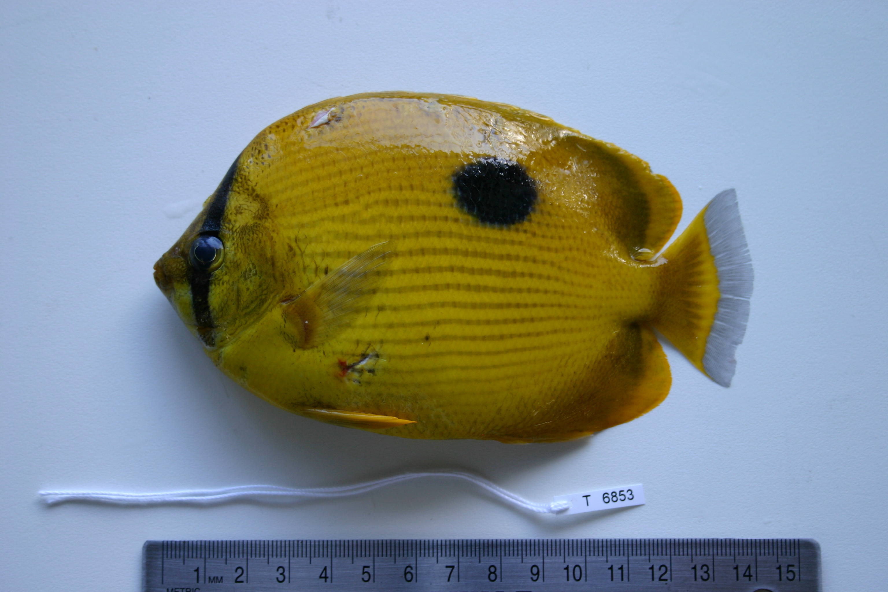 Zanzibar butterflyfish (Chaetodon zanzibarensis) — Chaetodontidae — 2