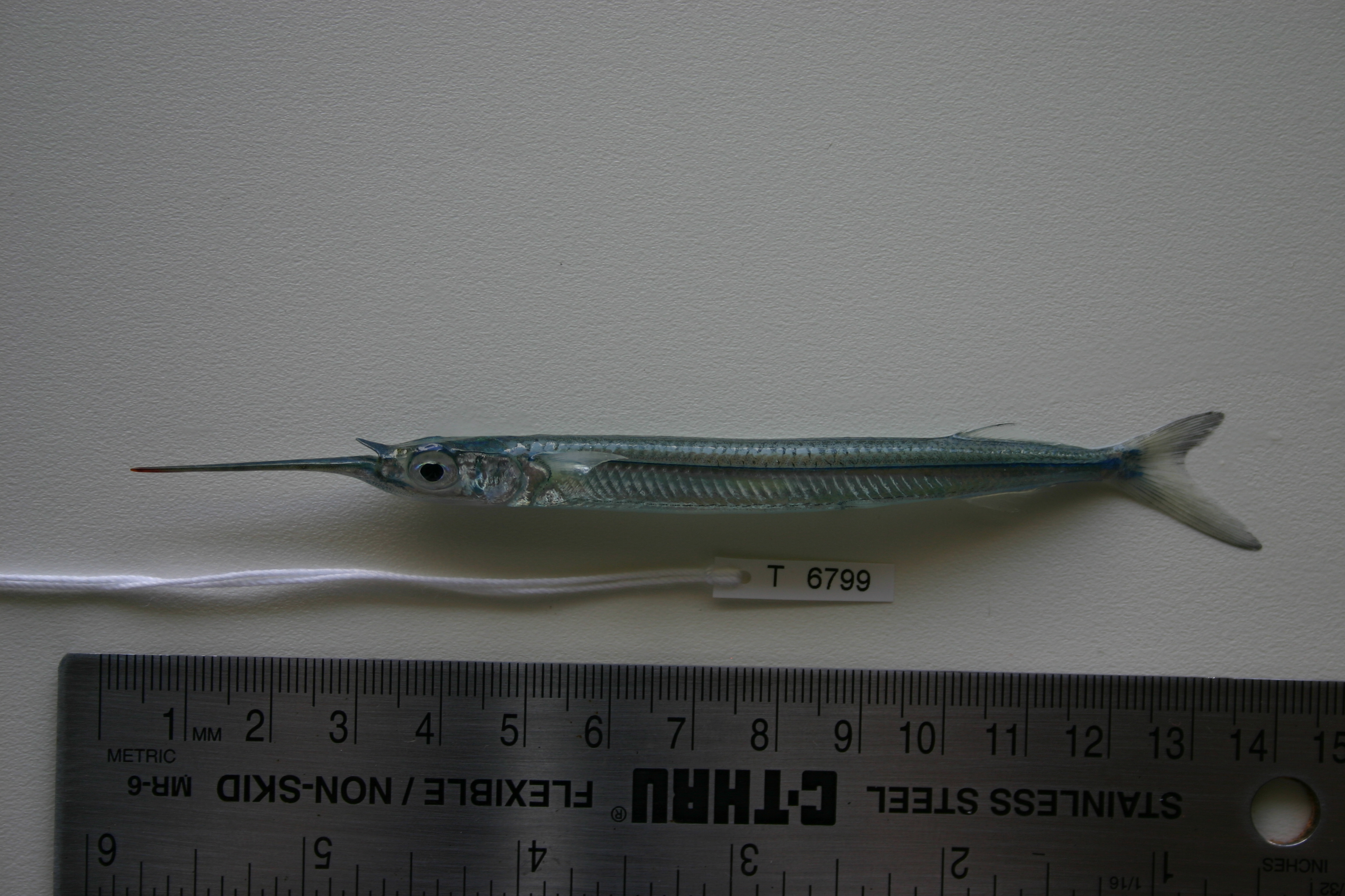 Dussumiers halfsnavelbek (Hyporhamphus dussumieri) — Hemiramphidae — 3