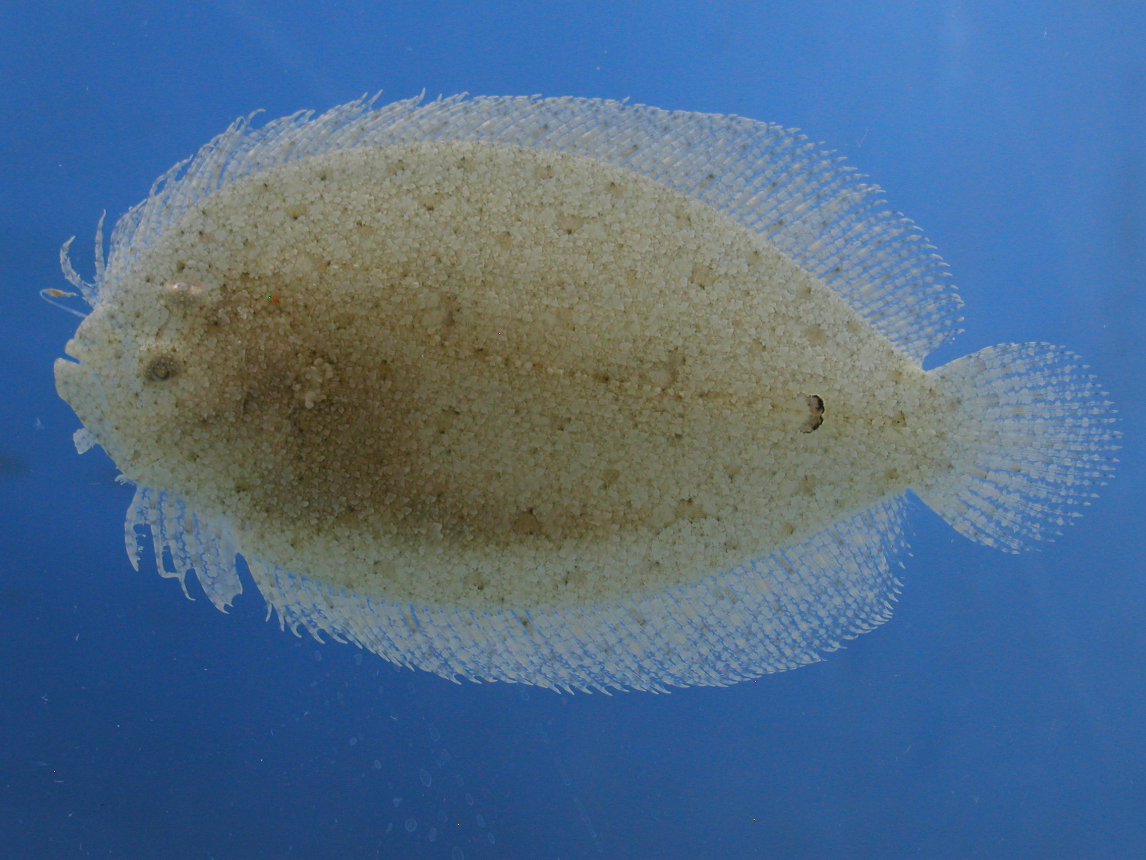 Cocos Island Flounder photo 4
