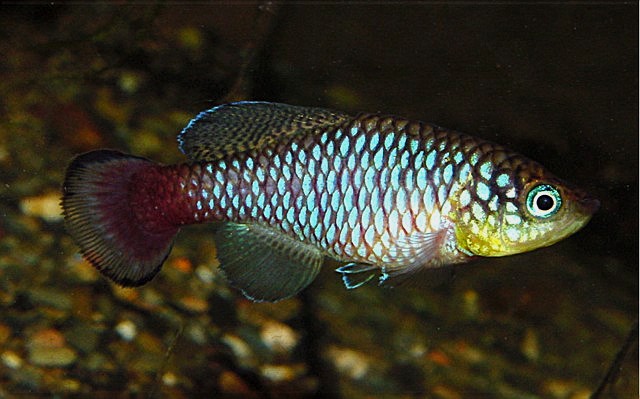 Krammer's nothobranch (Nothobranchius krammeri) — Nothobranchiidae