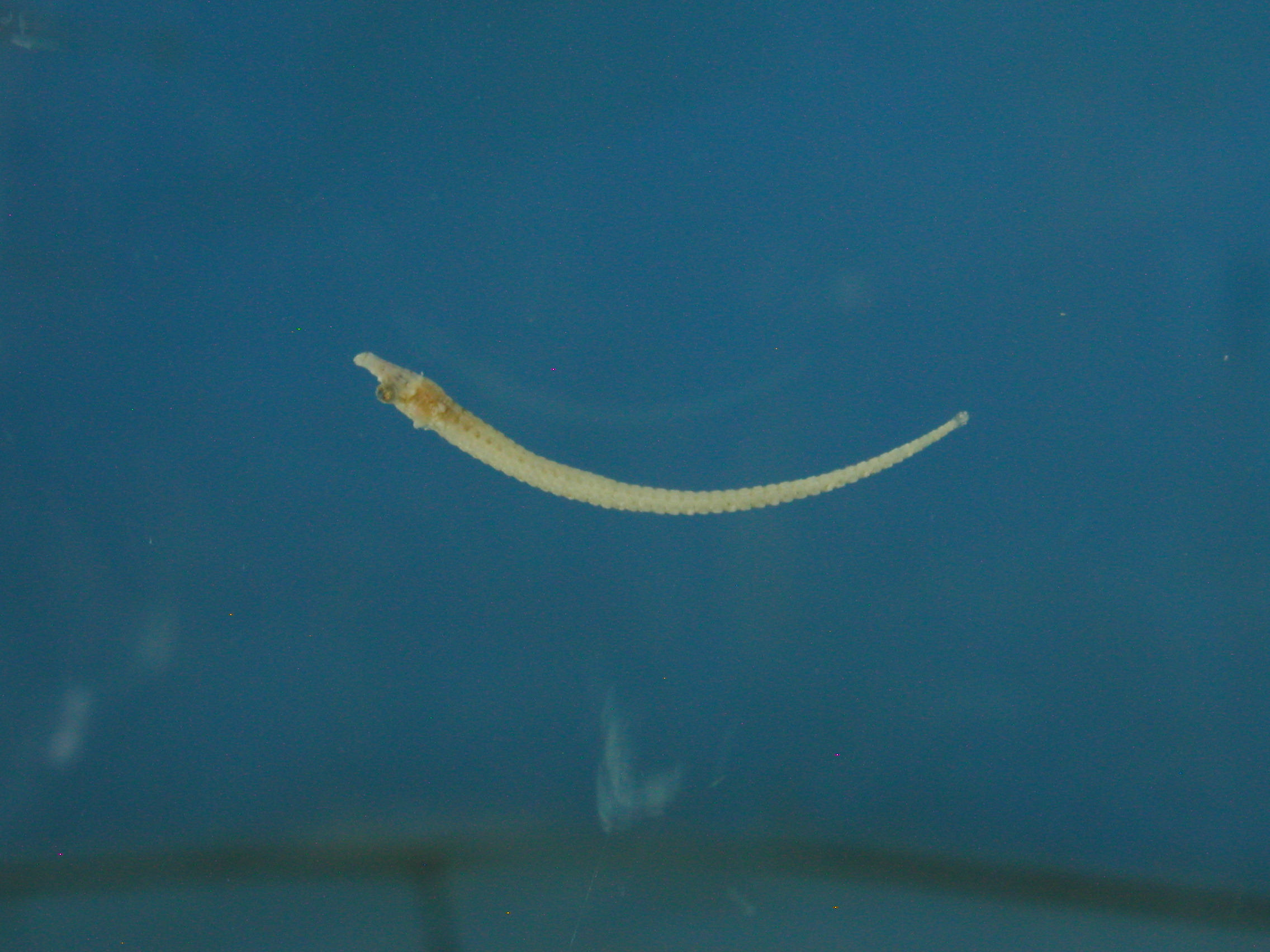 Banner's pipefish (Cosmocampus banneri) — Syngnathidae — 5