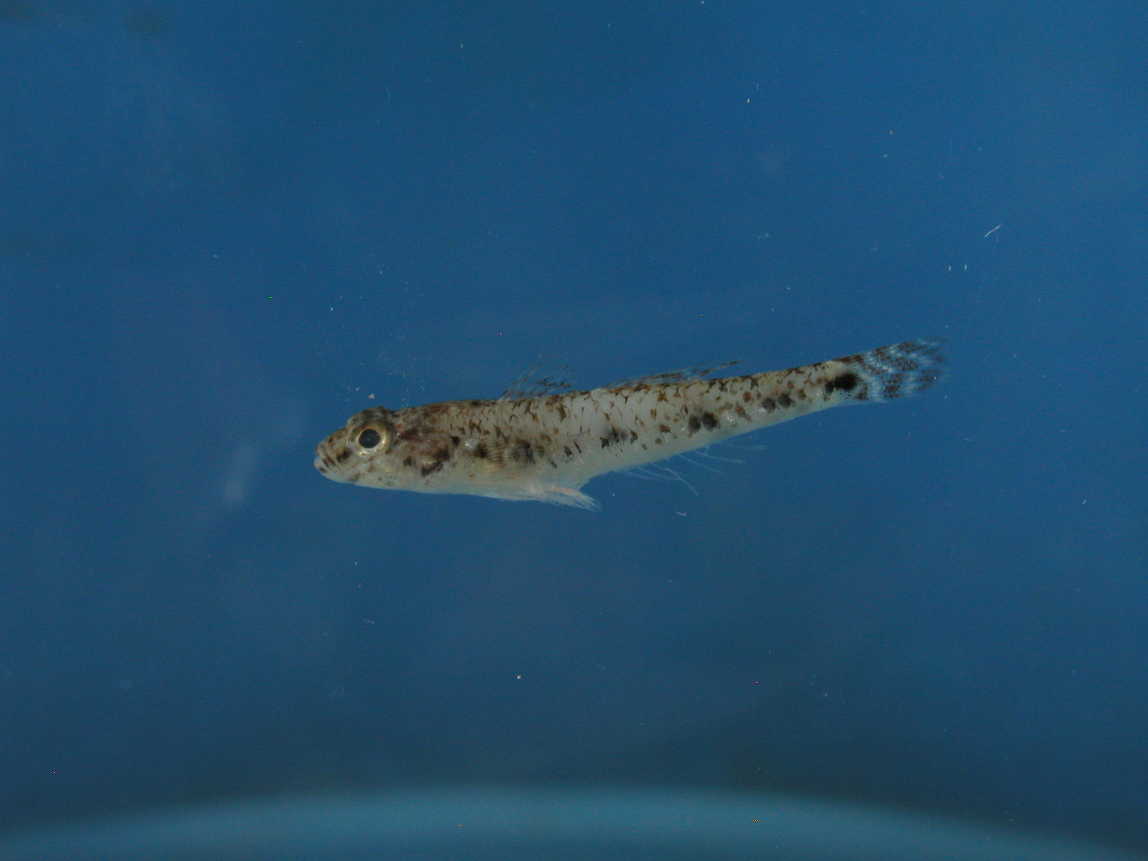 Indo-Pacific tropical sand goby (Favonigobius reichei) — Gobiidae — 4