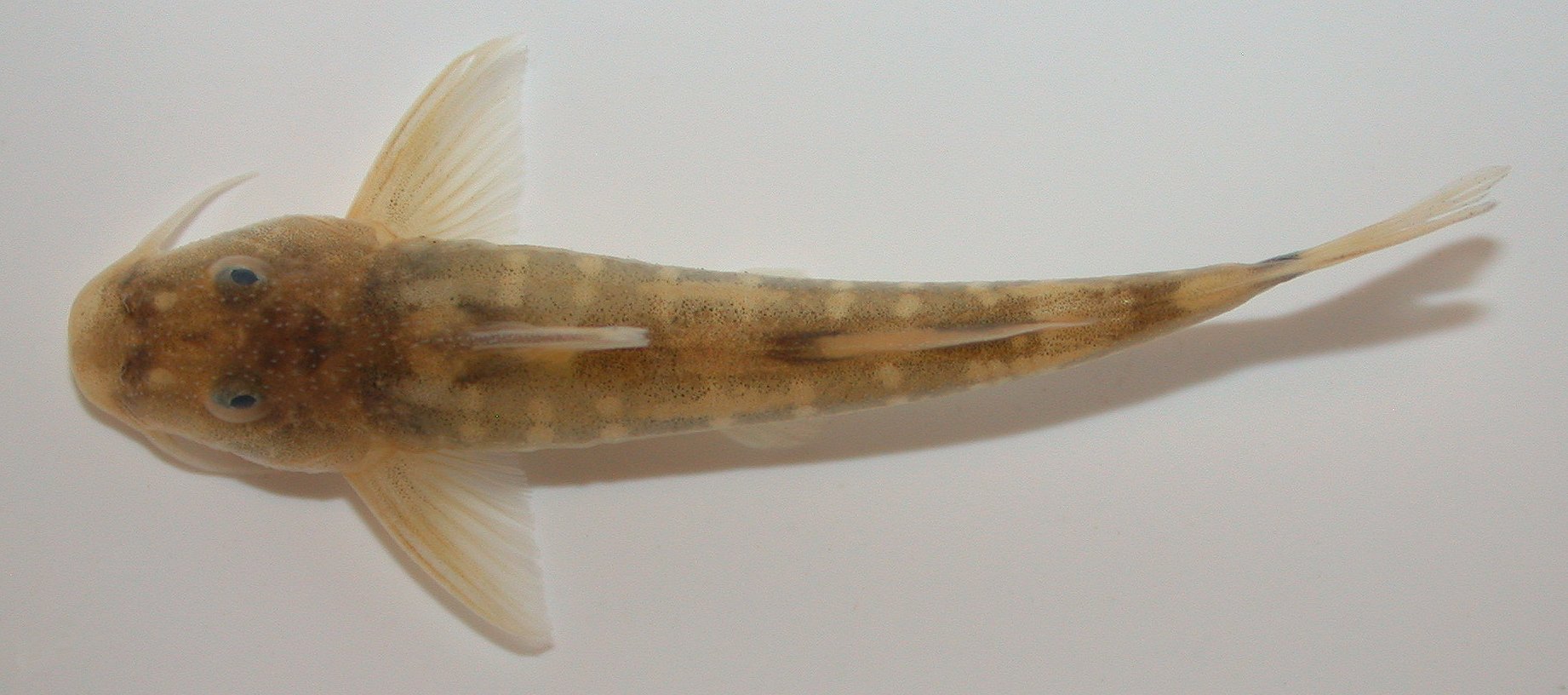 Lowveld rock catlet (Chiloglanis swierstrai) — Mochokidae — 3