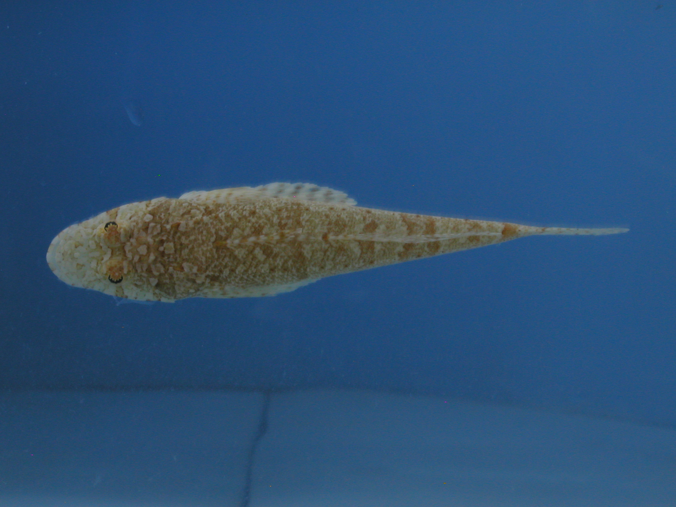 Broadhead flathead (Sunagocia arenicola) — Platycephalidae — 2