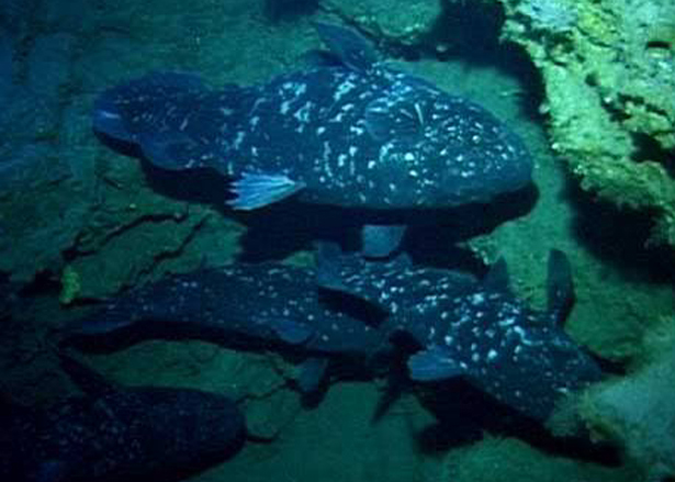 Coelacanth (Latimeria chalumnae) — Latimeriidae — 4