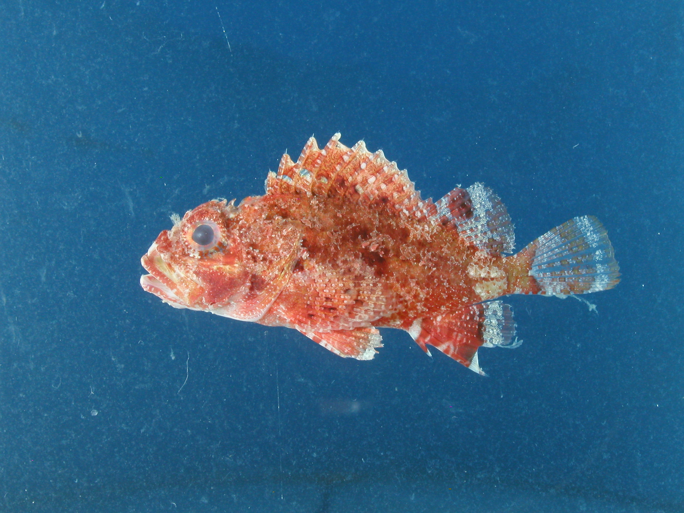 Byno scorpionfish (Parascorpaena aurita) — Scorpaenidae — 2