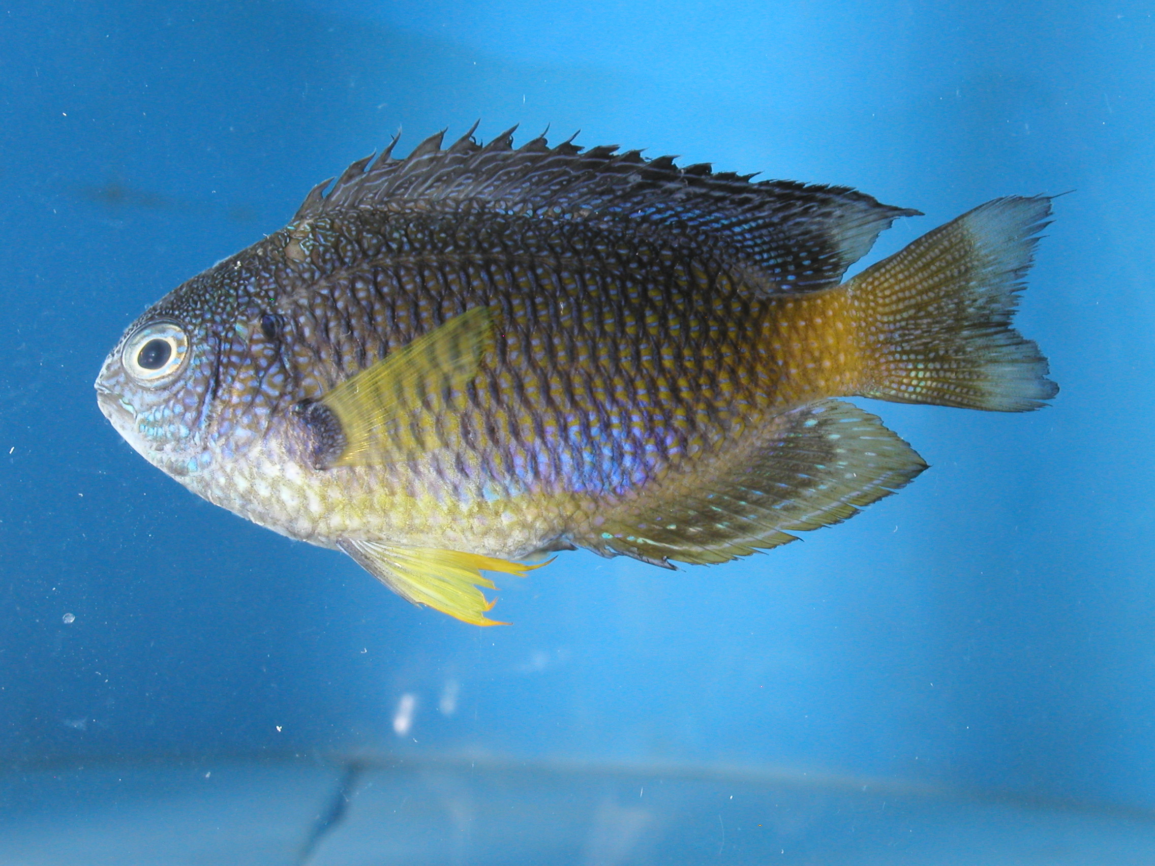 Bluespotted damsel (Pomacentrus caeruleopunctatus) — Pomacentridae — 3