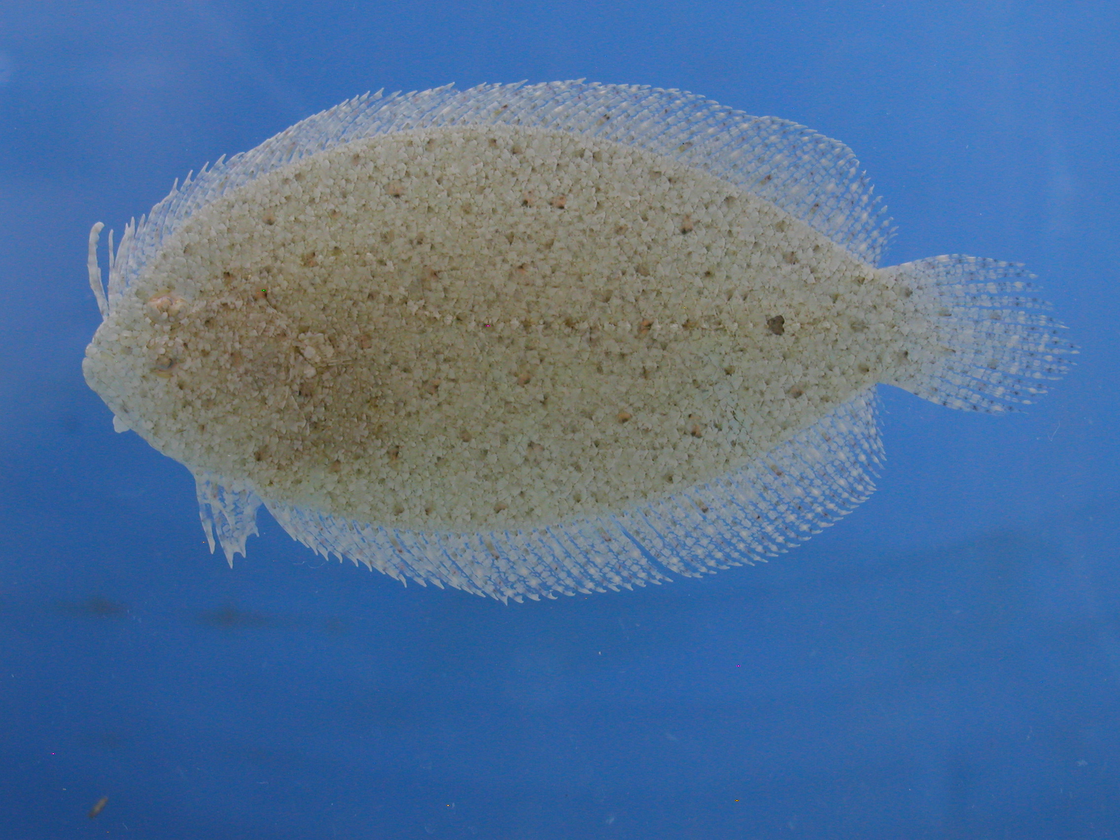 Blotched flounder (Asterorhombus intermedius) — Bothidae — 3