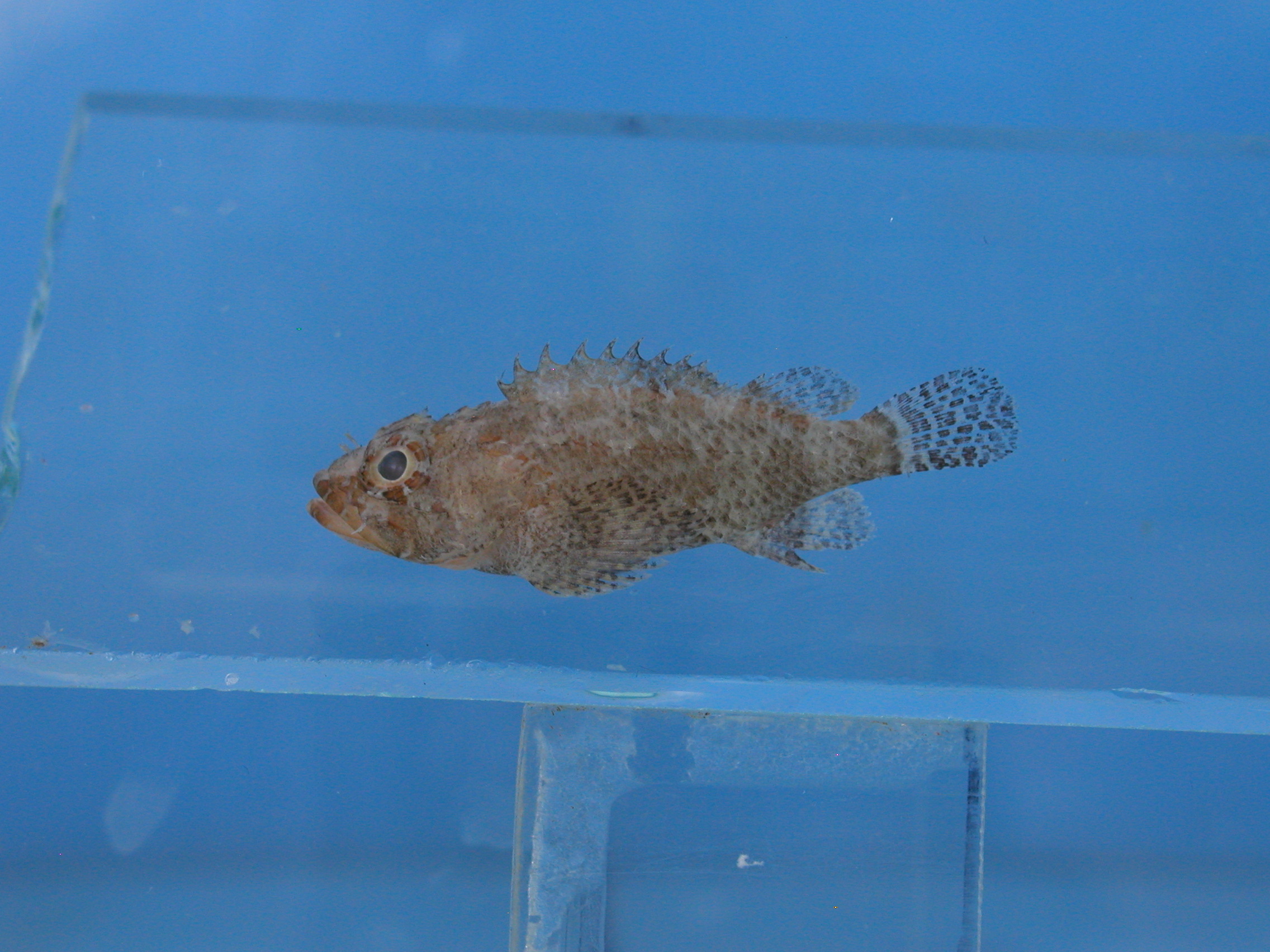 Kellogg's scorpionfish (Scorpaenodes kelloggi) — Scorpaenidae