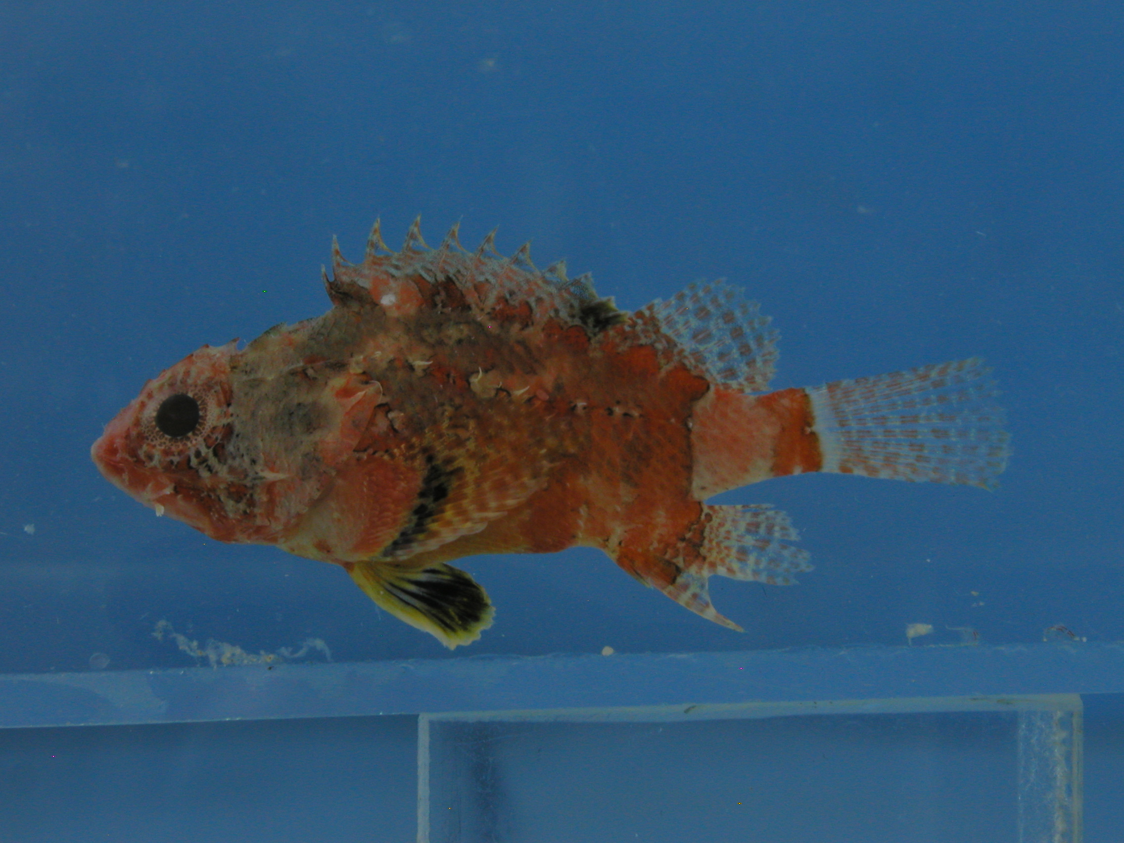 Bontvin-dwergschorpioenvis (Scorpaenodes varipinnis) — Scorpaenidae — 5