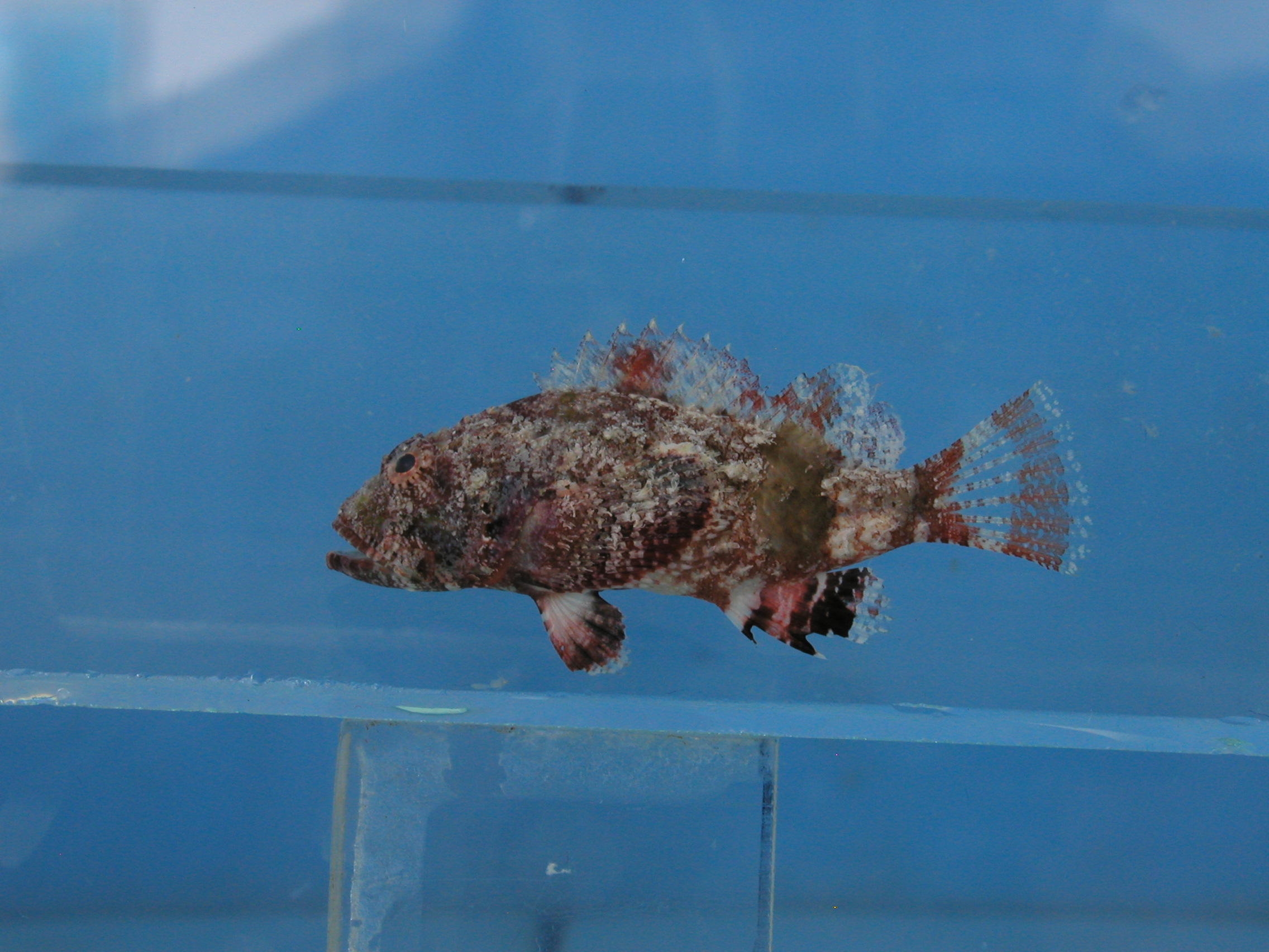 Bandfin scorpionfish (Scorpaenopsis vittapinna) — Scorpaenidae — 4