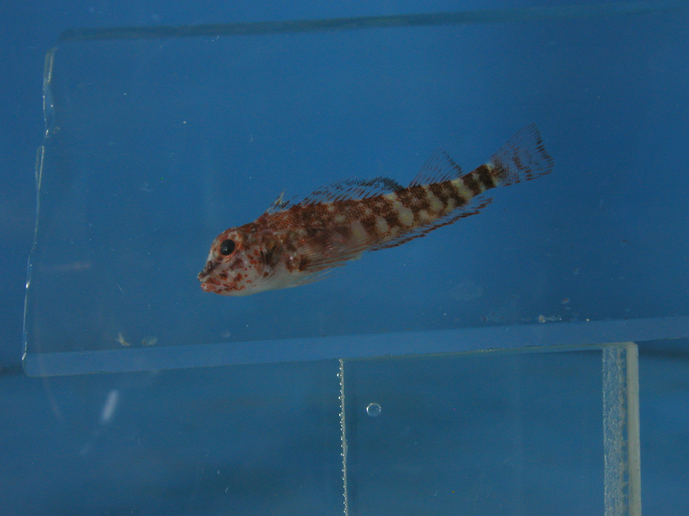Duskyfin triplefin (Helcogramma fuscopinna) — Tripterygiidae — 3