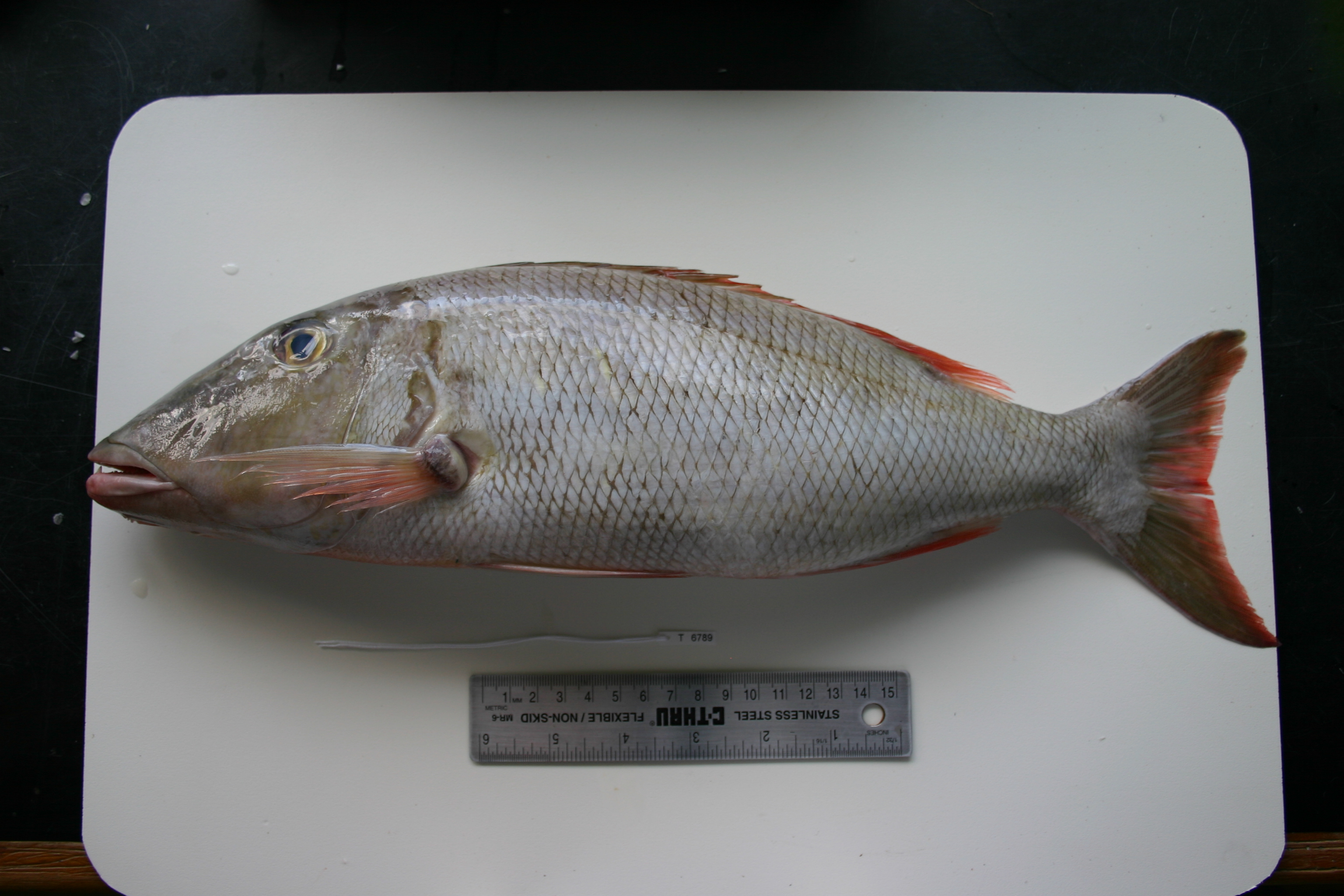 Emperor (Lethrinus microdon) — Lethrinidae — 3