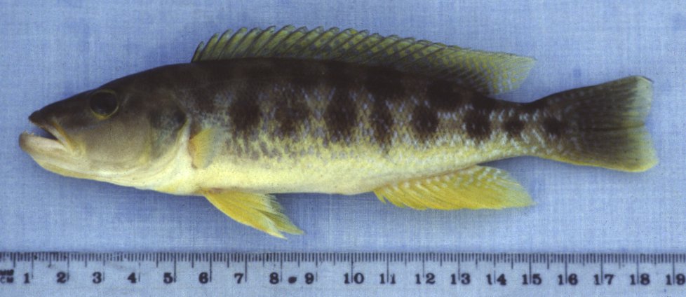 Lepidiolamprologus mimicus