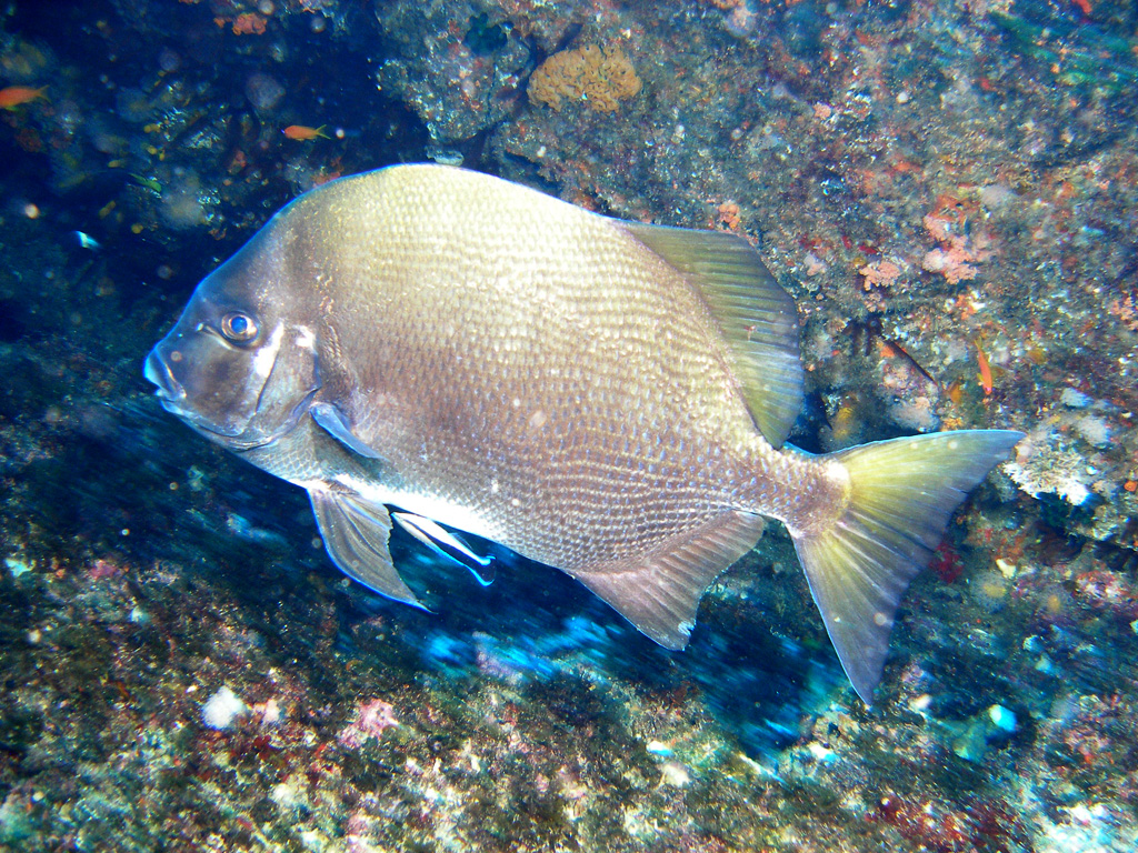 African spadefish (Tripterodon orbis) — Ephippidae — 5