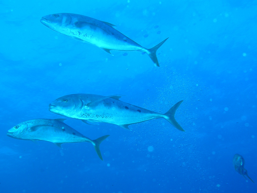 Yellowspotted trevally (Carangoides fulvoguttatus) — Carangidae