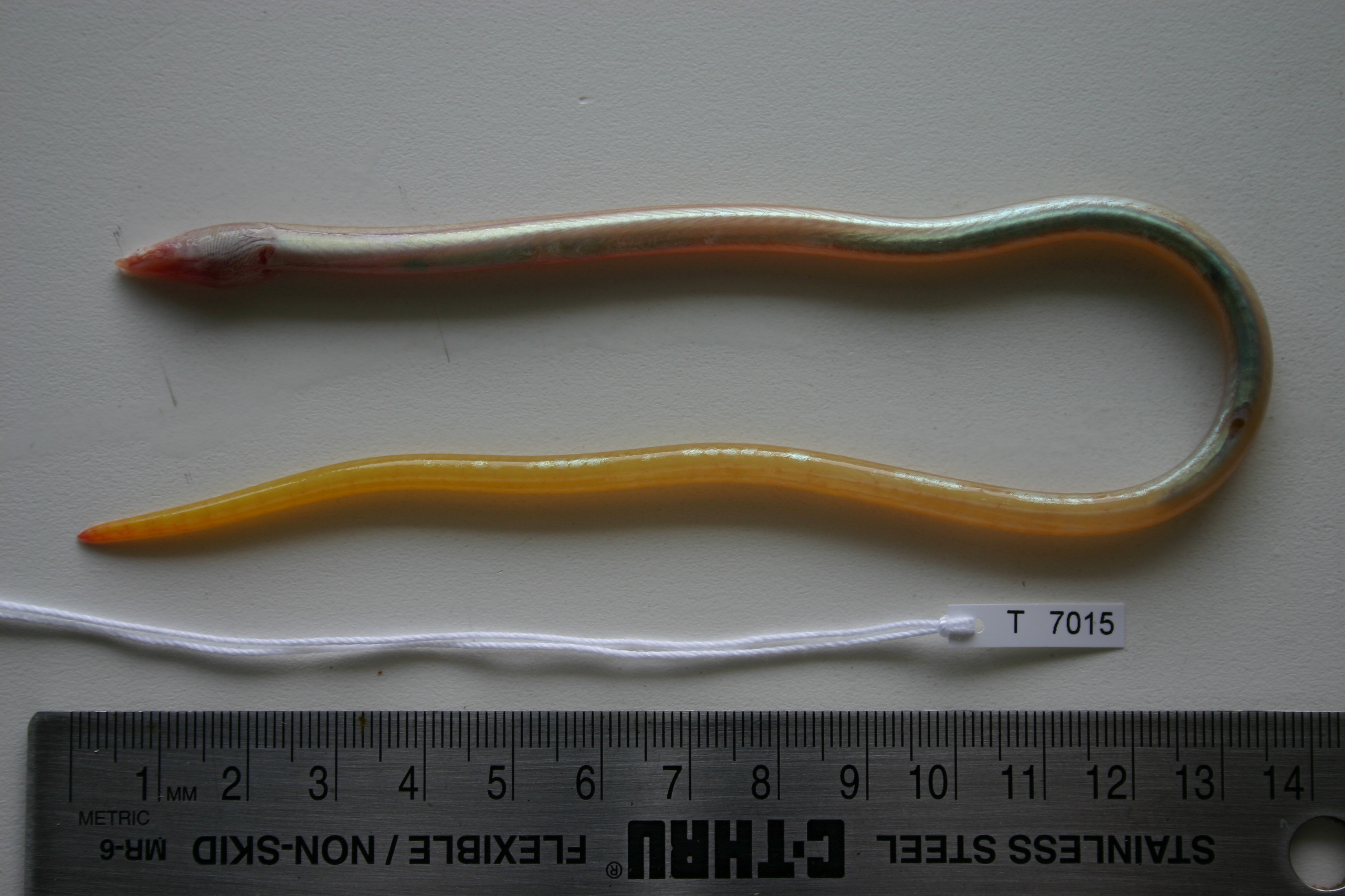 Slender worm eel (Yirrkala tenuis) — Ophichthidae
