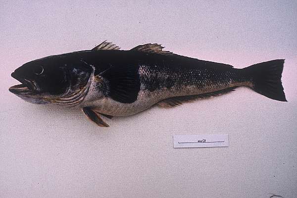 Smallscaled cod (Notothenia microlepidota) — Nototheniidae