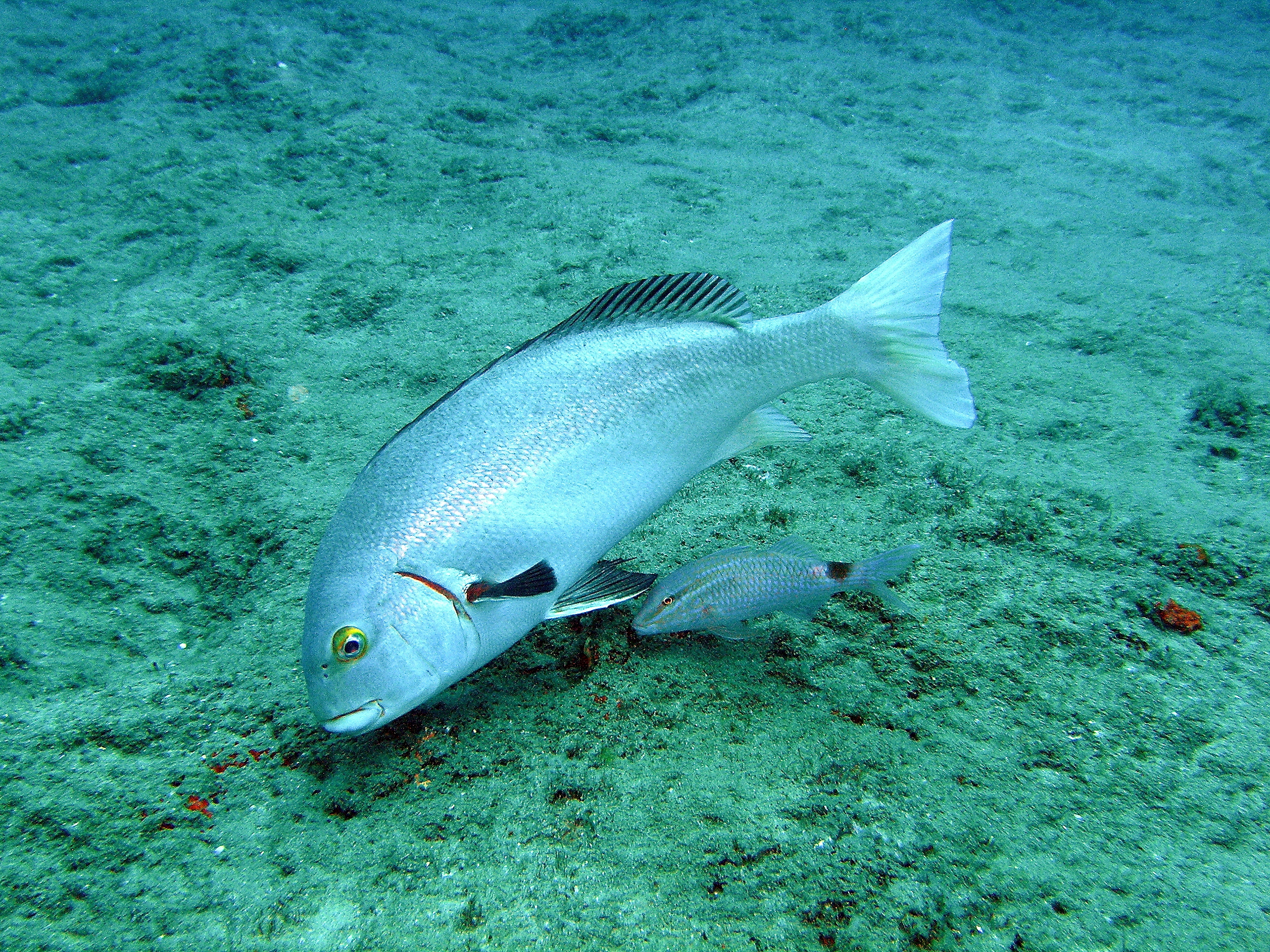 Arabian sweetlips (Plectorhinchus schotaf) — Haemulidae — 5