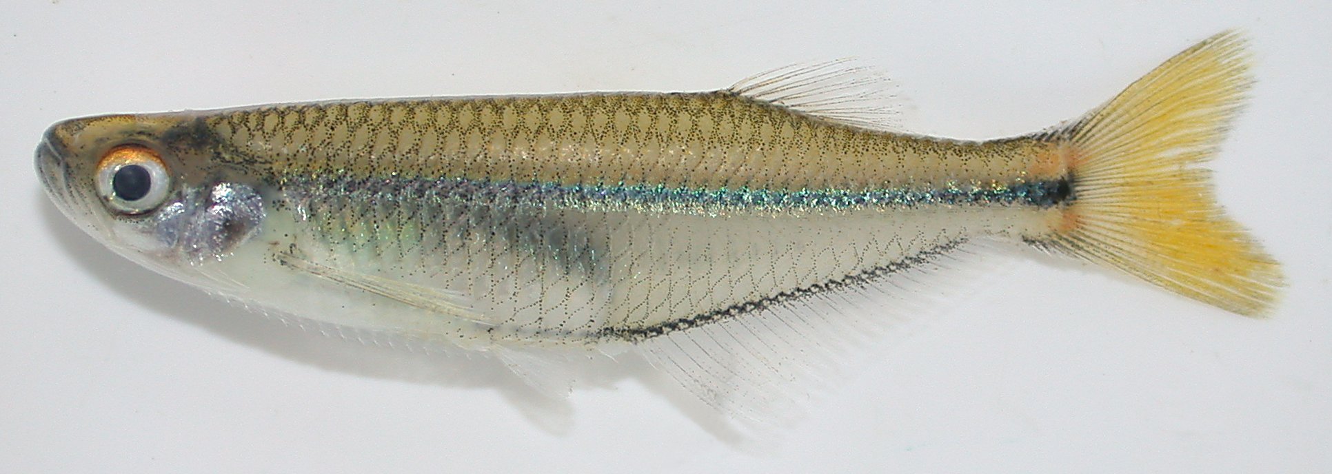Denticle herring (Denticeps clupeoides) — Denticipitidae