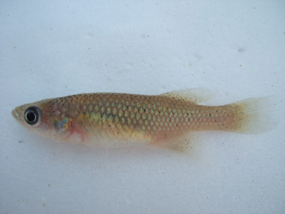 Beira killifish (Nothobranchius orthonotus) — Nothobranchiidae — 2