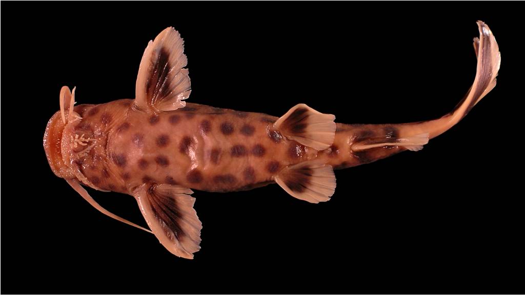 Tanganjika-Zwergfiederbartwels (Synodontis lucipinnis)
