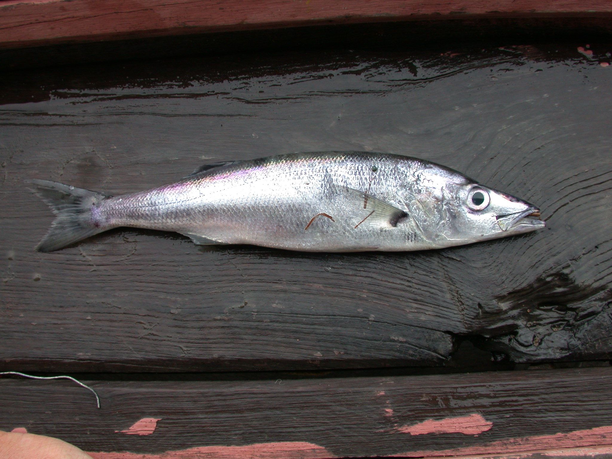 Sleek lates (Lates stappersii) — Latidae