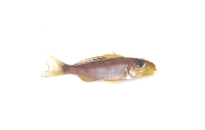 Xenotilapia papilio