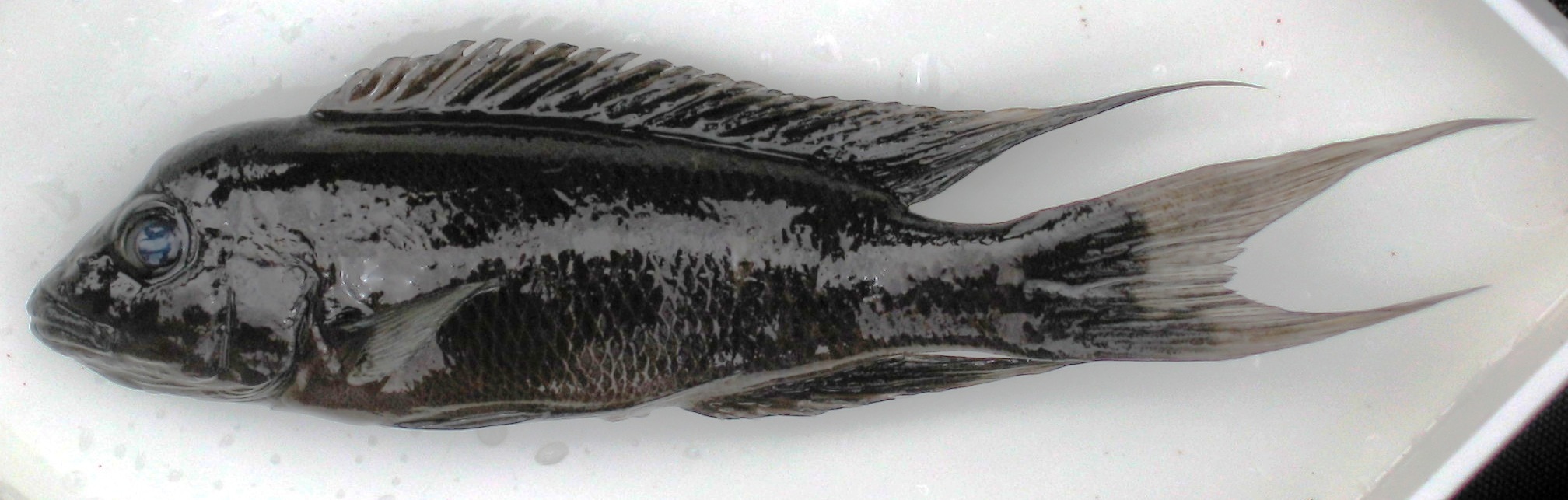 Neolamprologus christyi