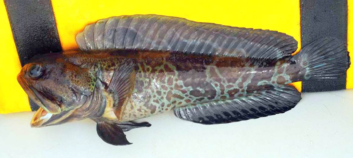 Muscat jawfish (Opistognathus muscatensis) — Opistognathidae — 3