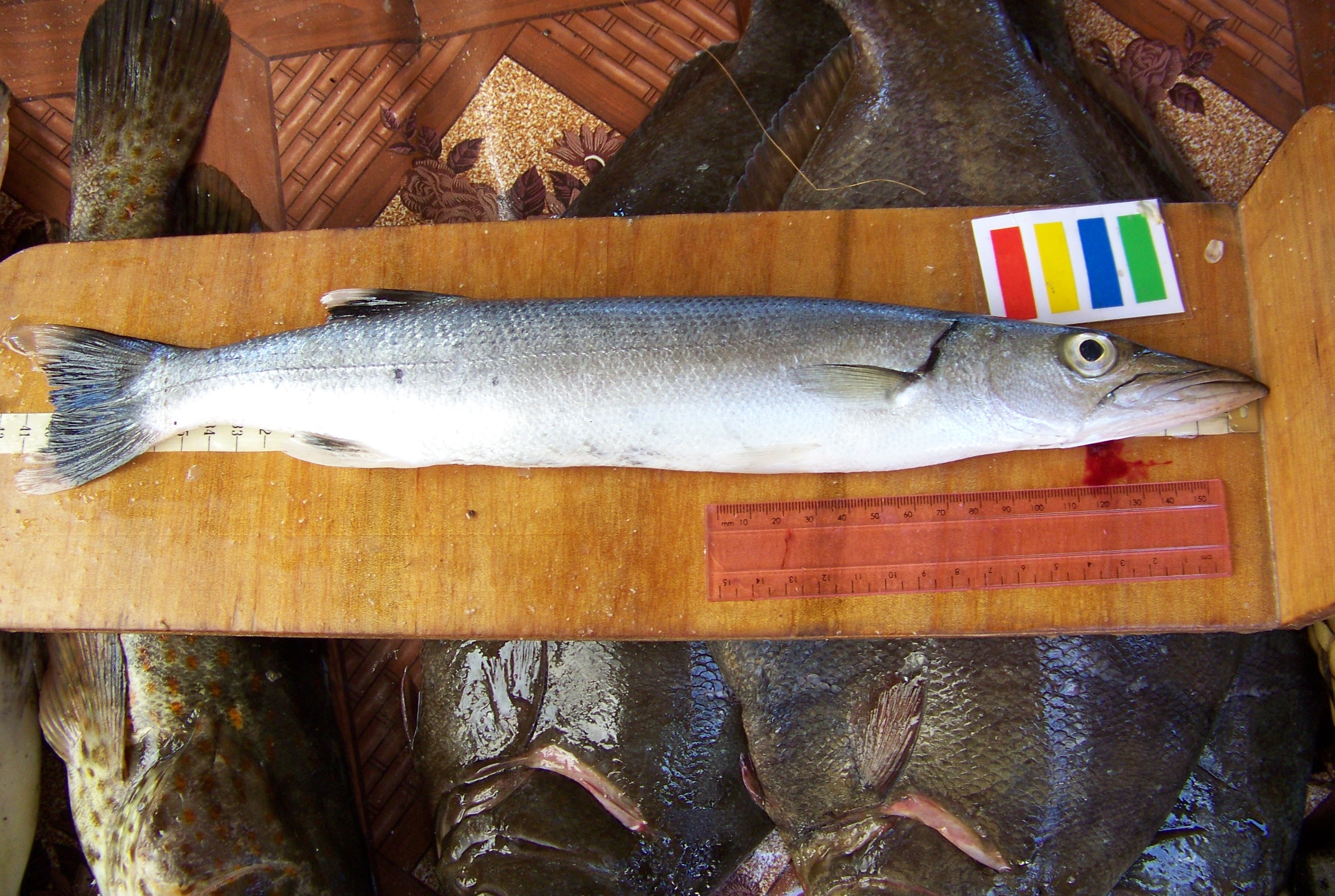 Barracuda (Sphyraena picudilla) — Sphyraenidae