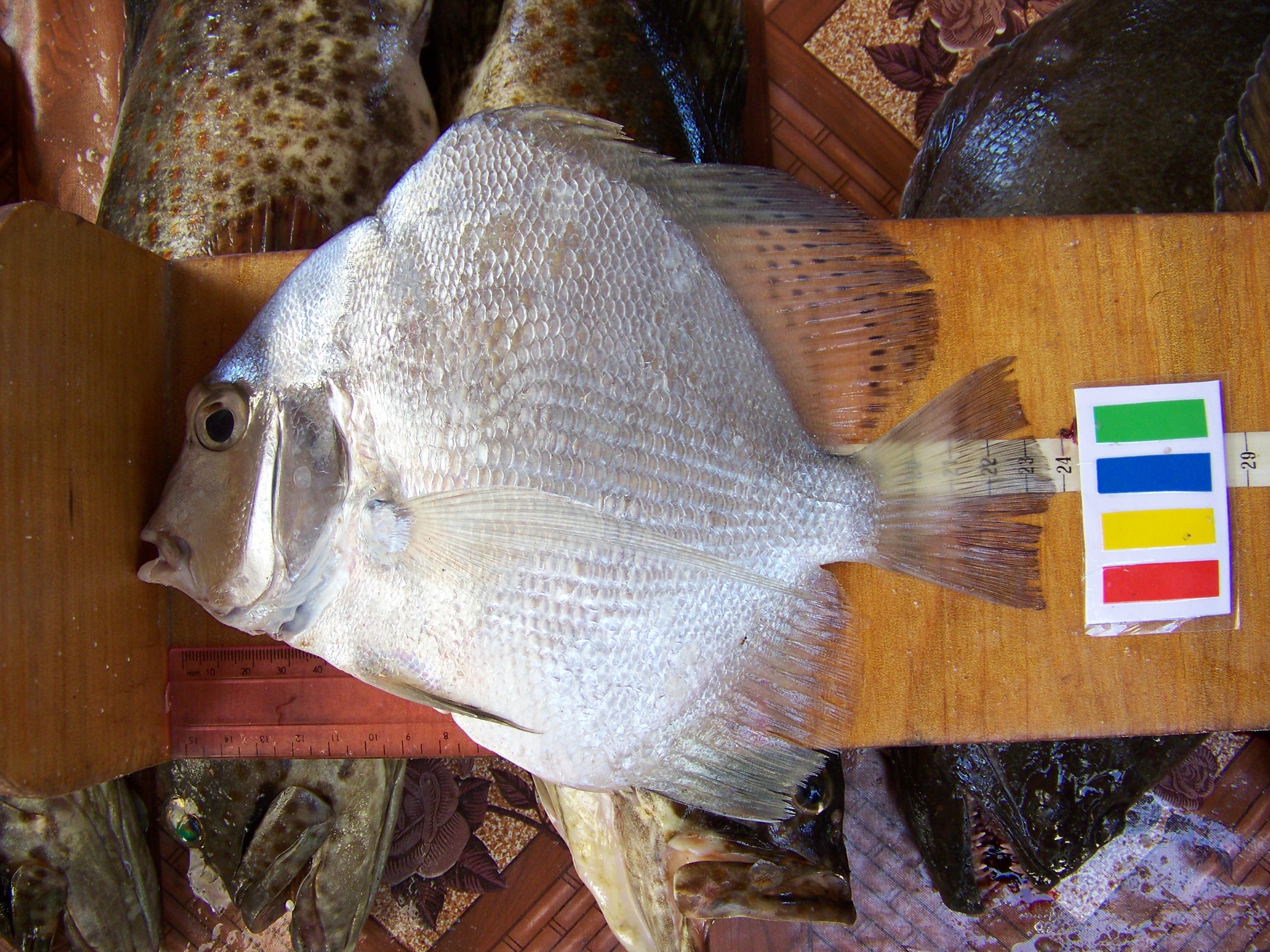Banded drepane (Drepane longimana) — Drepaneidae — 3