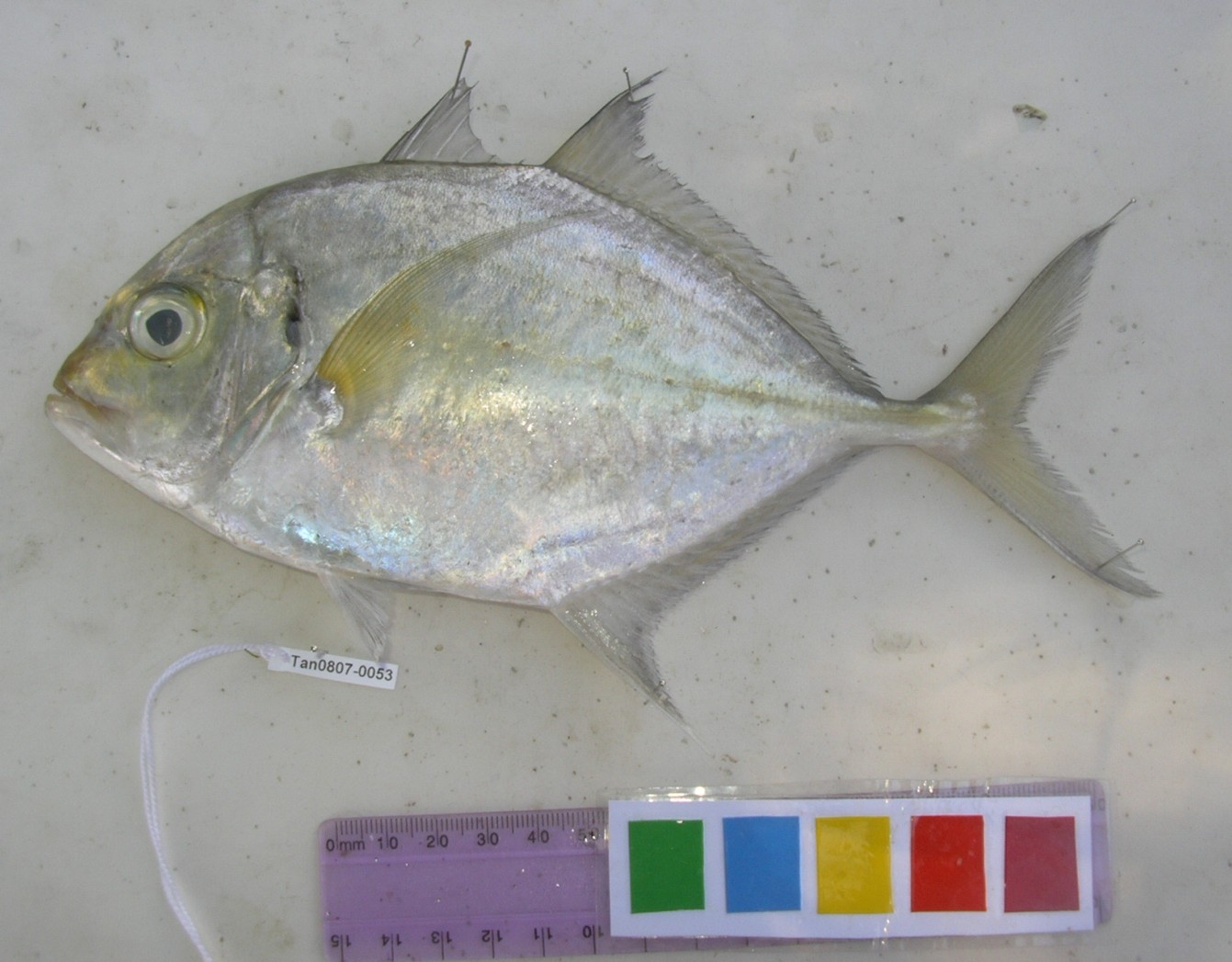 Malabar trevally (Carangoides malabaricus) — Carangidae