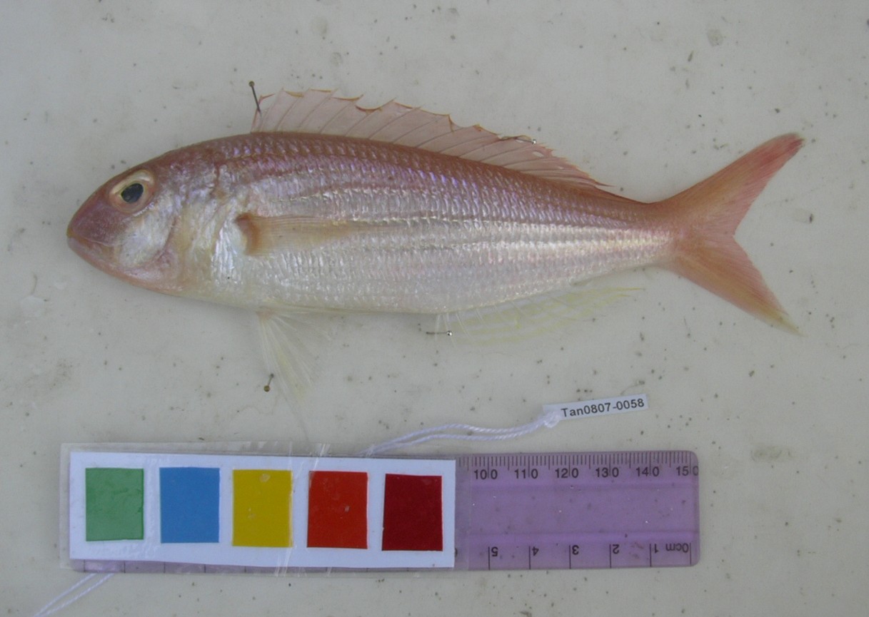 Bleeker's threadfin bream (Nemipterus bipunctatus) — Nemipteridae