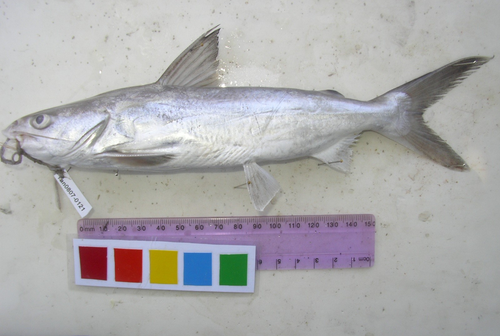 Catfish (Netuma thalassina) — Ariidae — 2