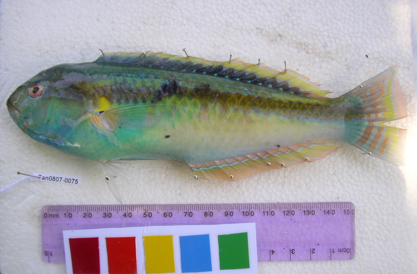 Goldstripe wrasse (Halichoeres zeylonicus) — Labridae — 3