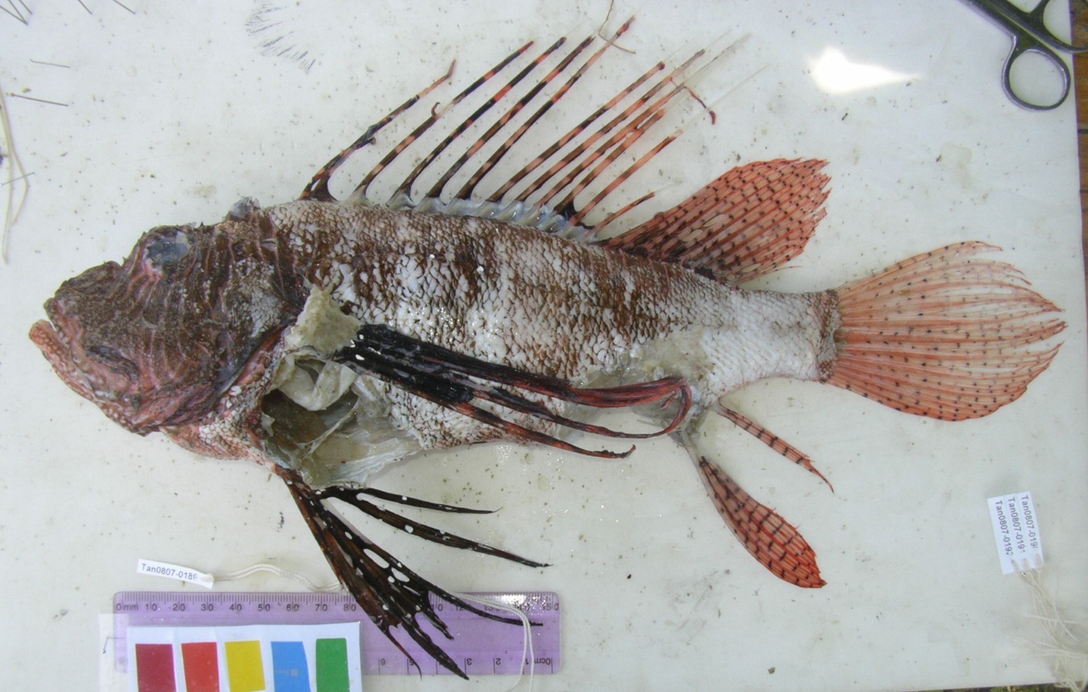Dwarf lionfish (Dendrochirus brachypterus) — Scorpaenidae — 3