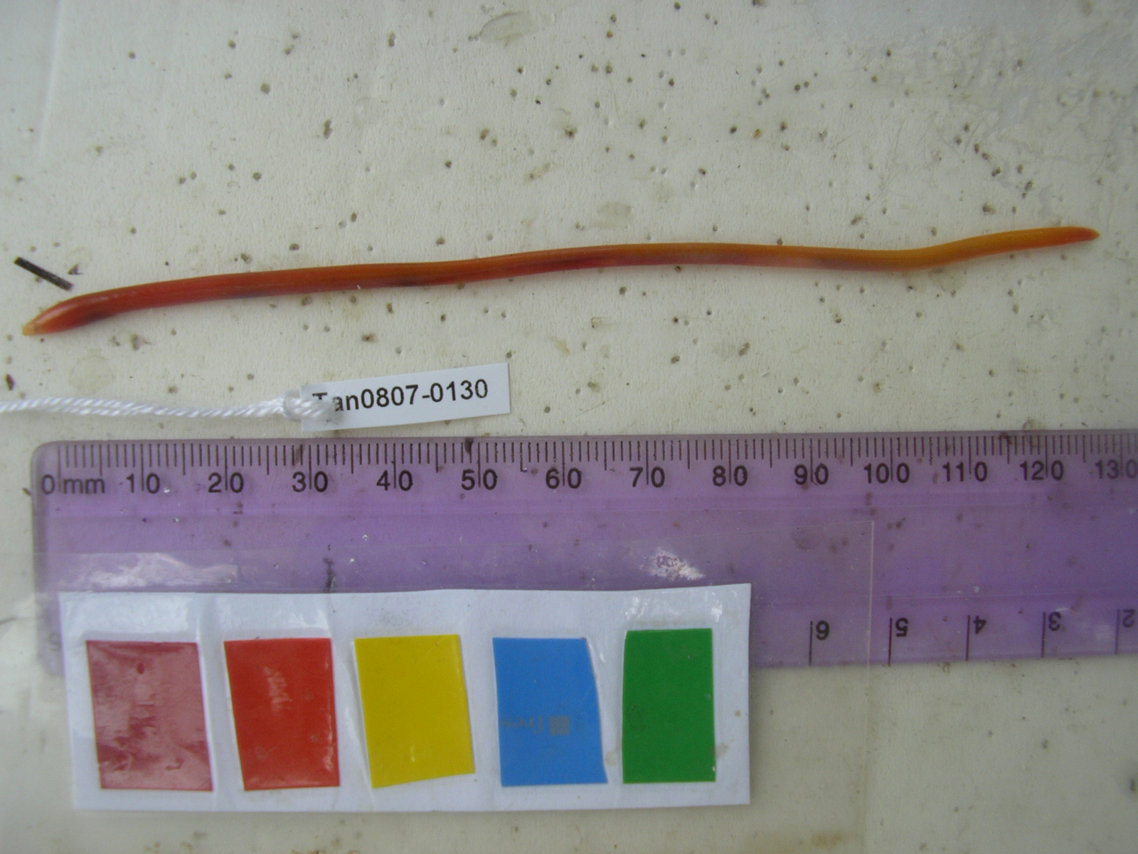 Intermediate thrush-eel (Moringua ferruginea) — Moringuidae