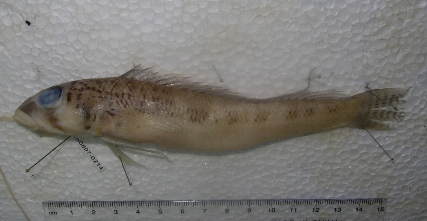 Somali sandperch (Parapercis somaliensis) — Pinguipedidae — 2