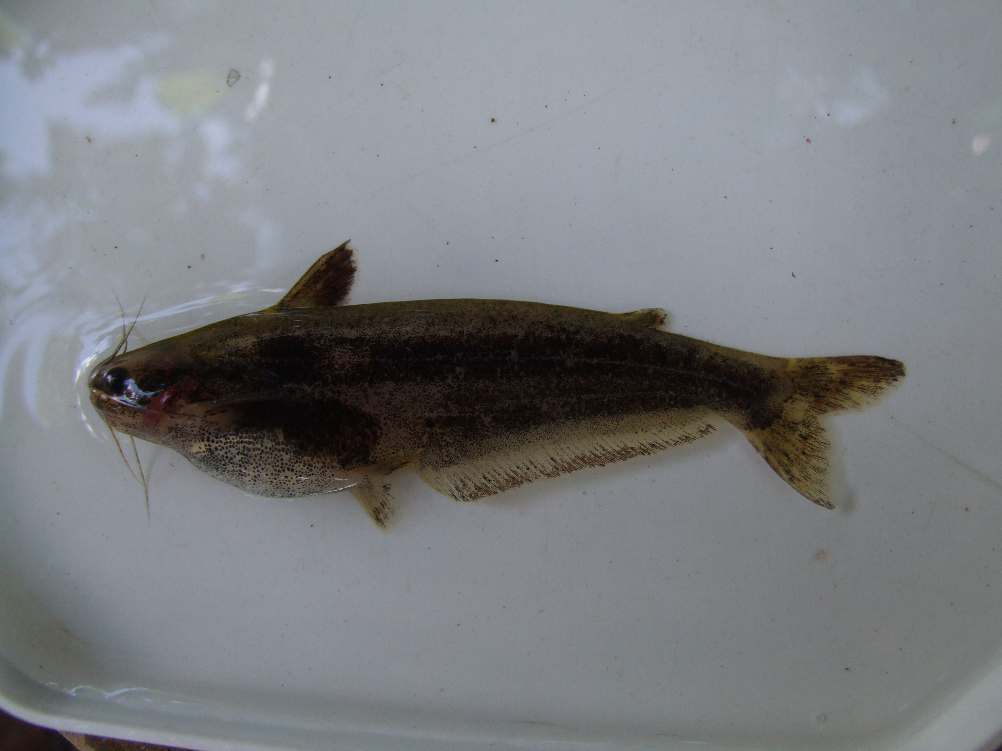 Yangambi butterbarbel (Schilbe yangambianus) — Schilbeidae