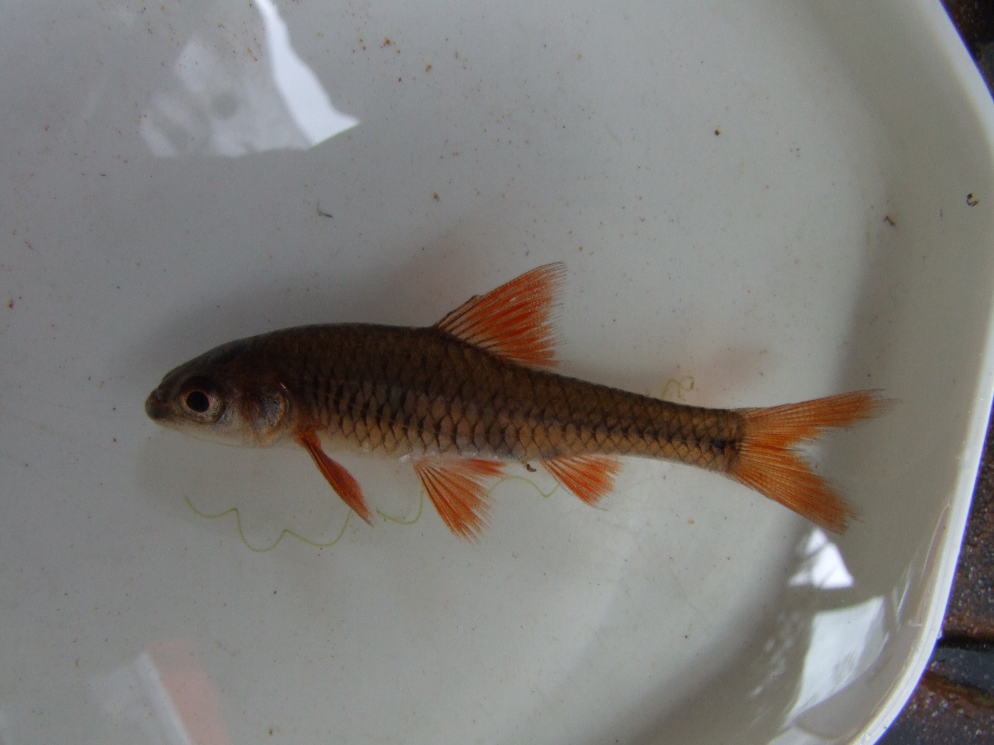 Bellcross-barbeel (Clypeobarbus bellcrossi) — Cyprinidae